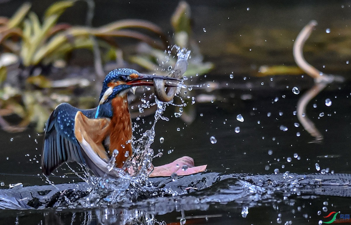DSC_1177.jpg