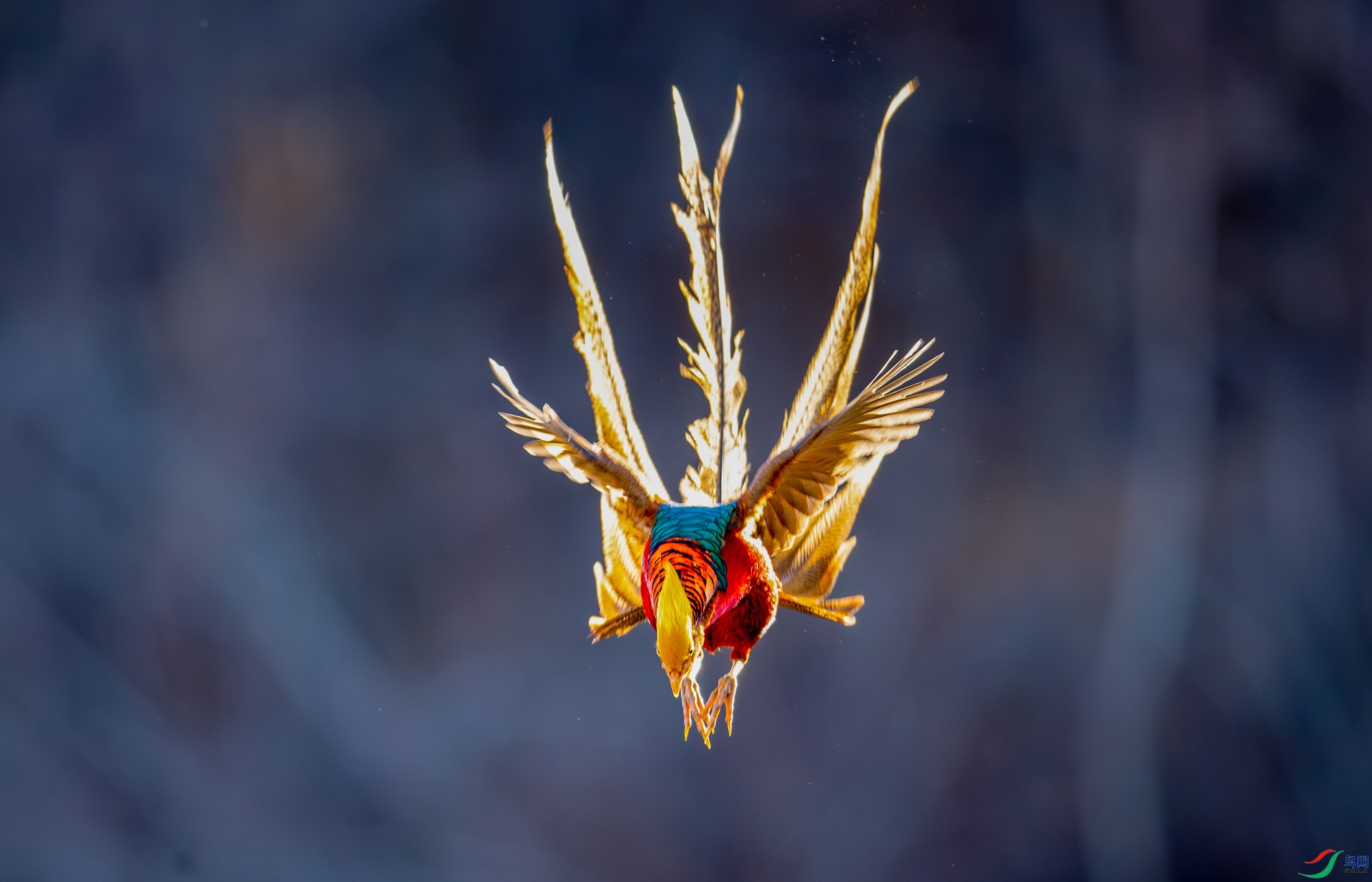 DSC_5598-����ǿ-NR.jpg