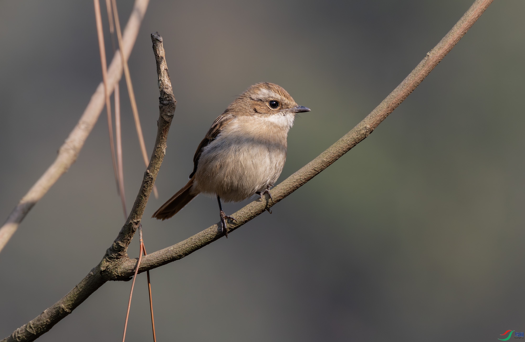 2I1A0042-����ǿ-NR ����.jpg