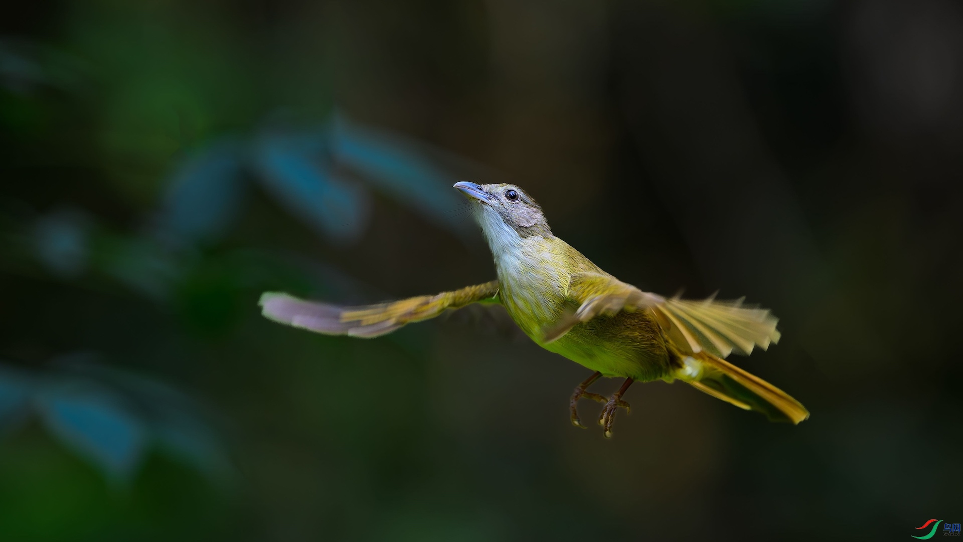 1_XXL1036-����ǿ-NR ����-1.jpeg