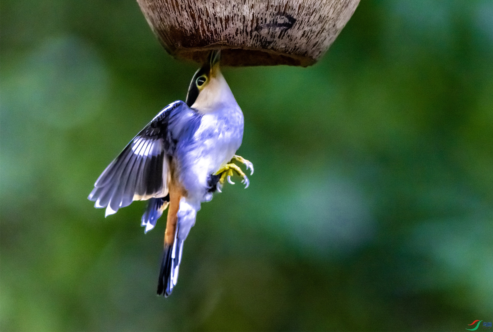 184 ����˿���� ����.jpg