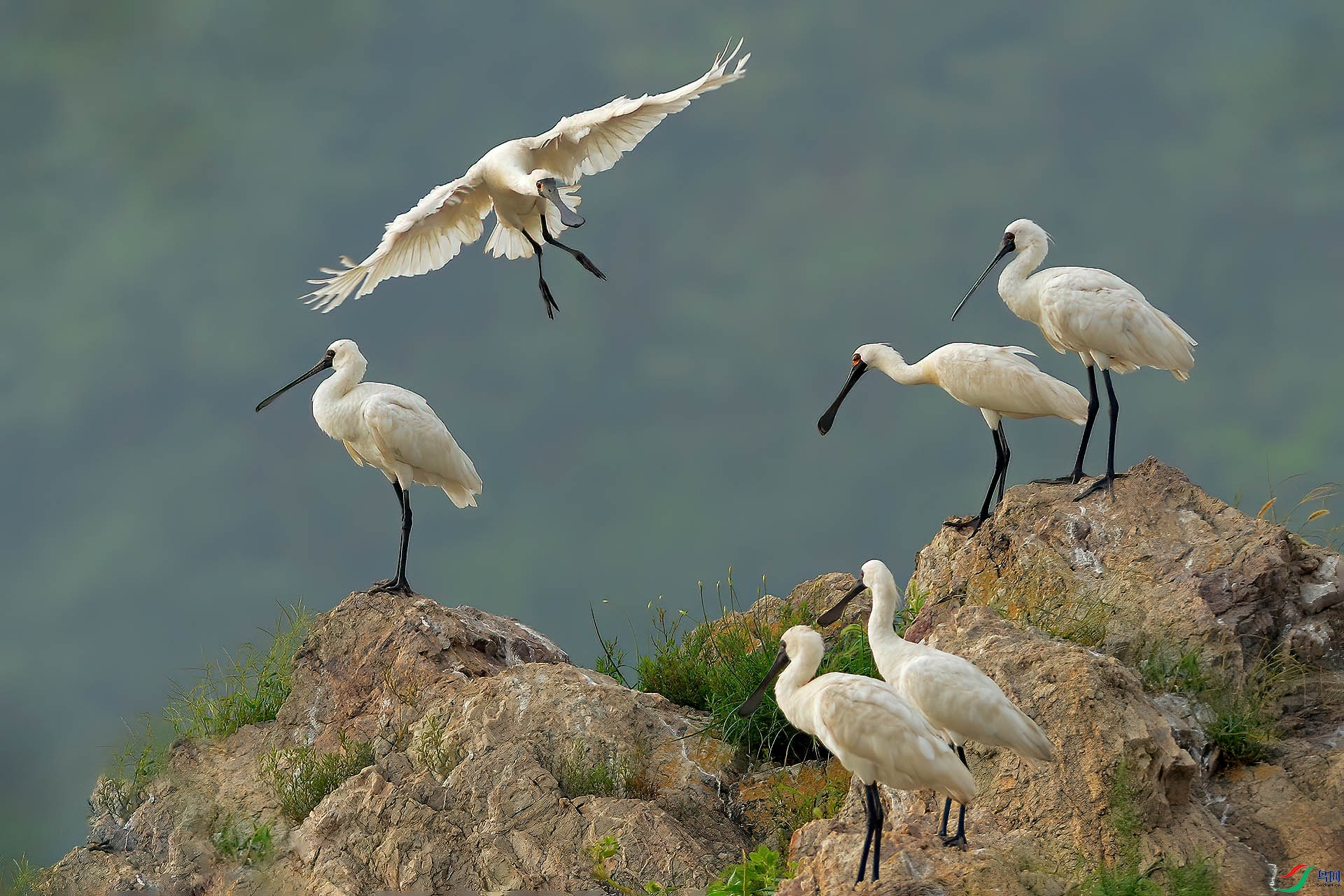 ������ ������.jpg