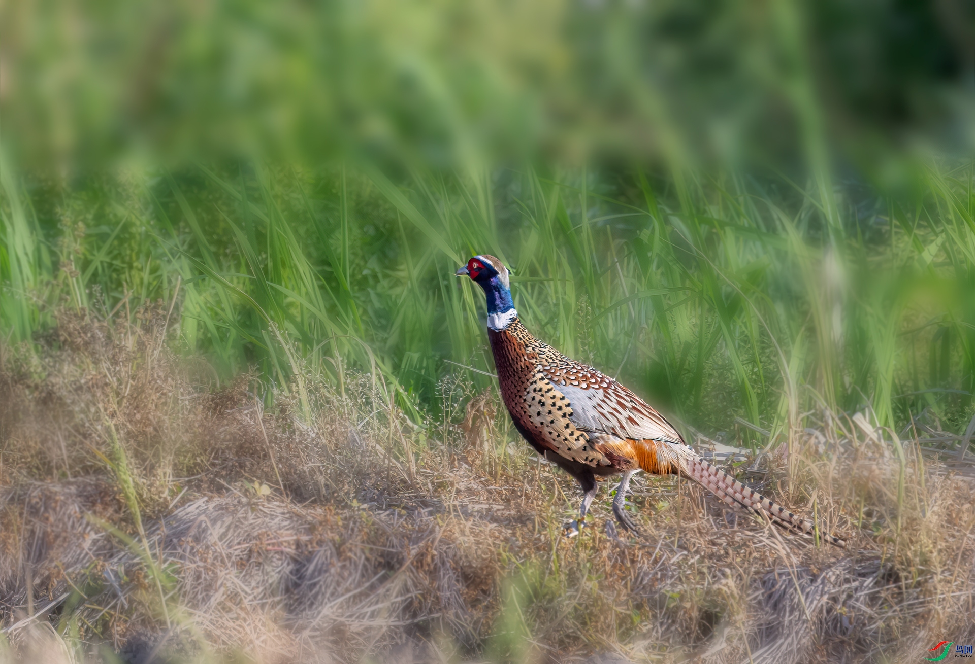 DSC_7884-11.jpg