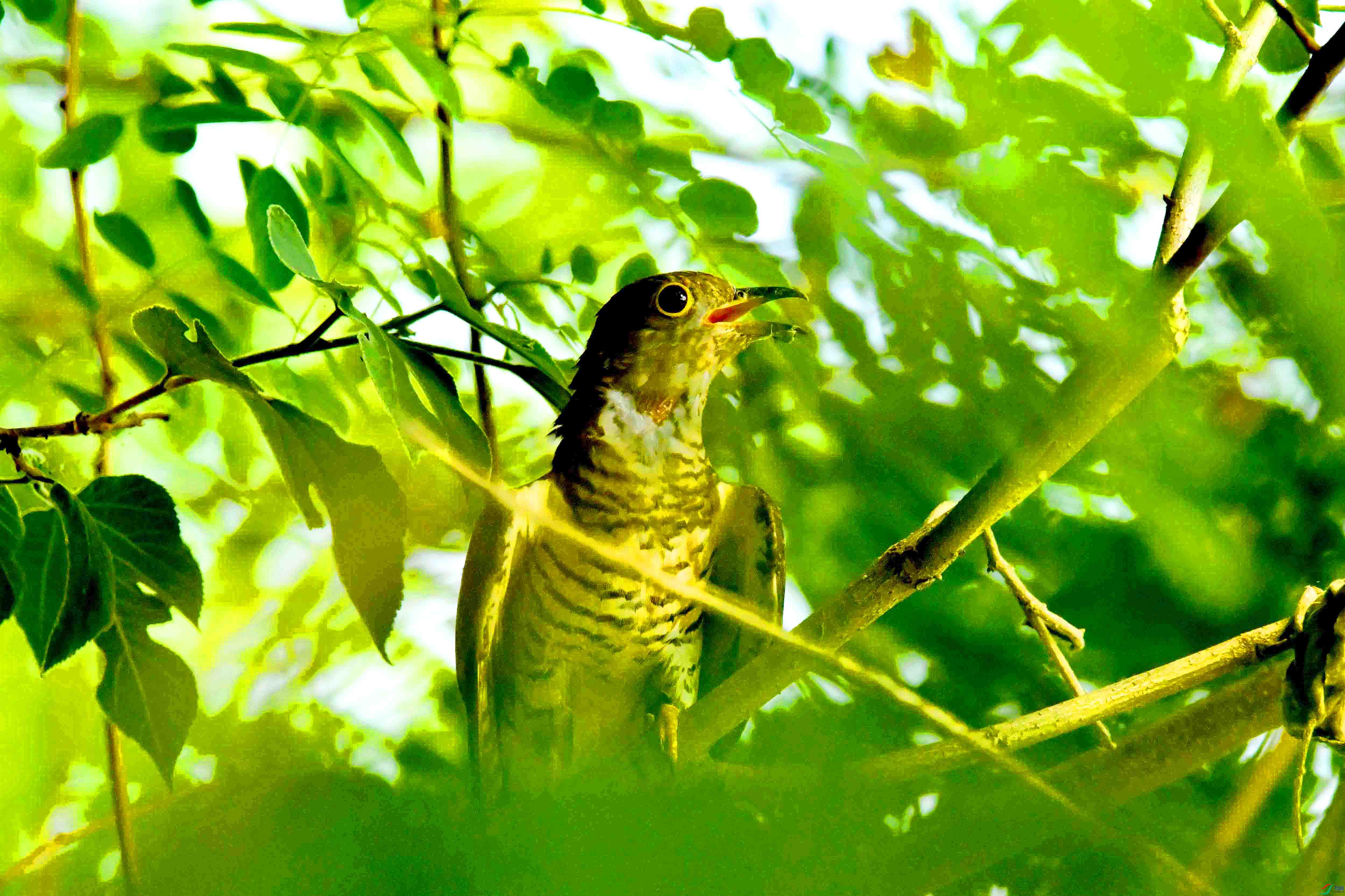 DSC_2083.JPG