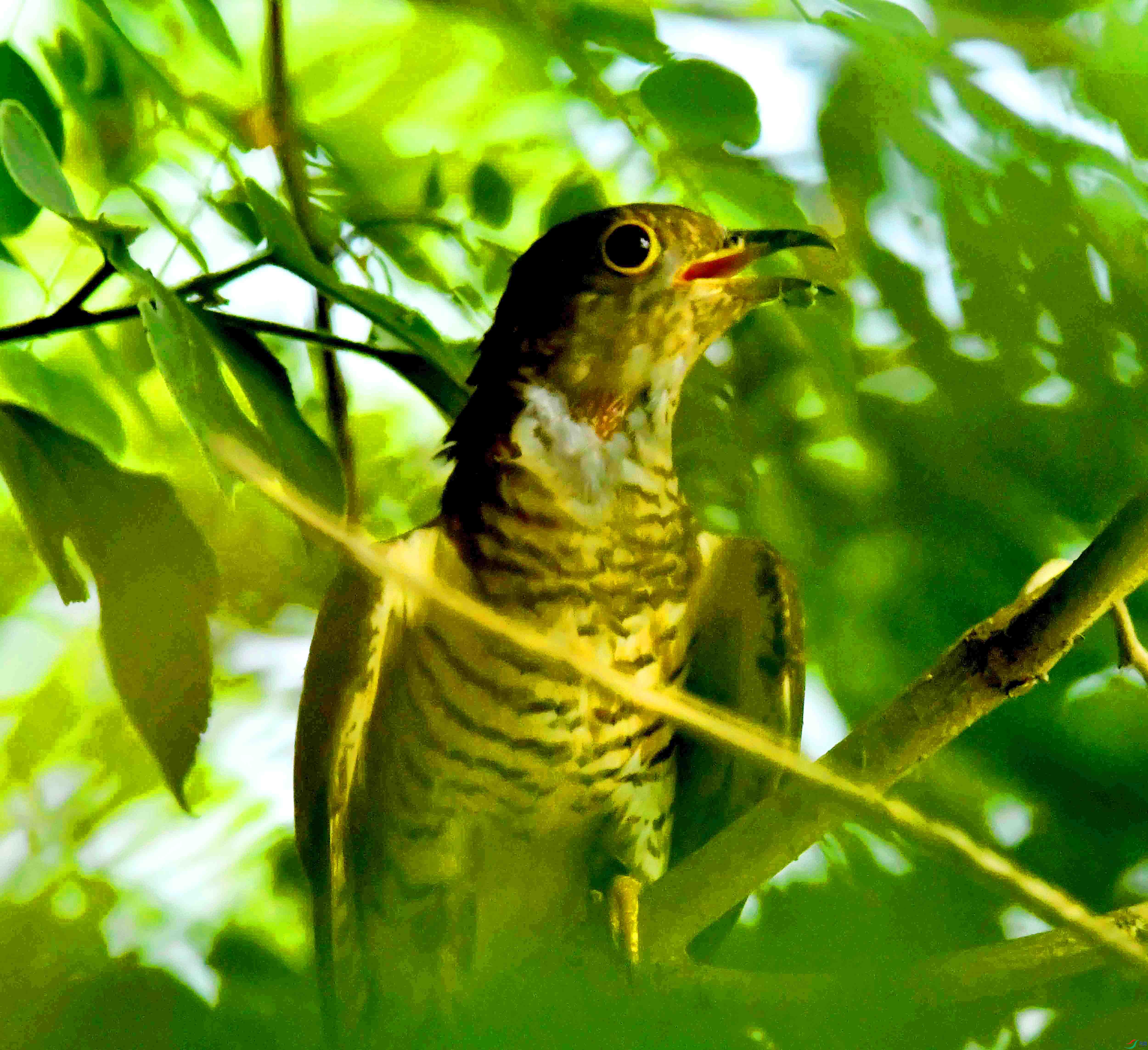 DSC_2098.JPG
