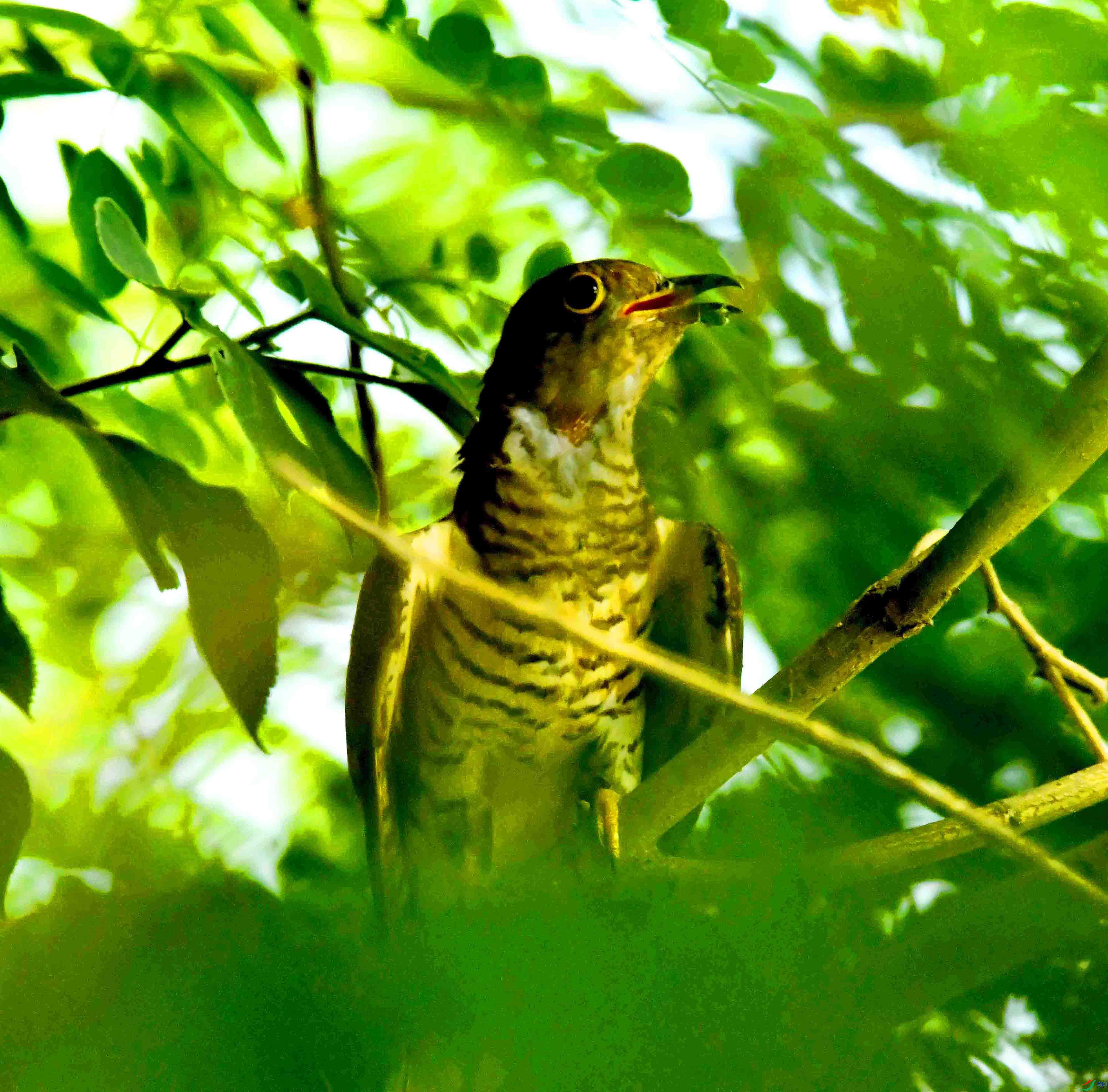 DSC_2106.JPG