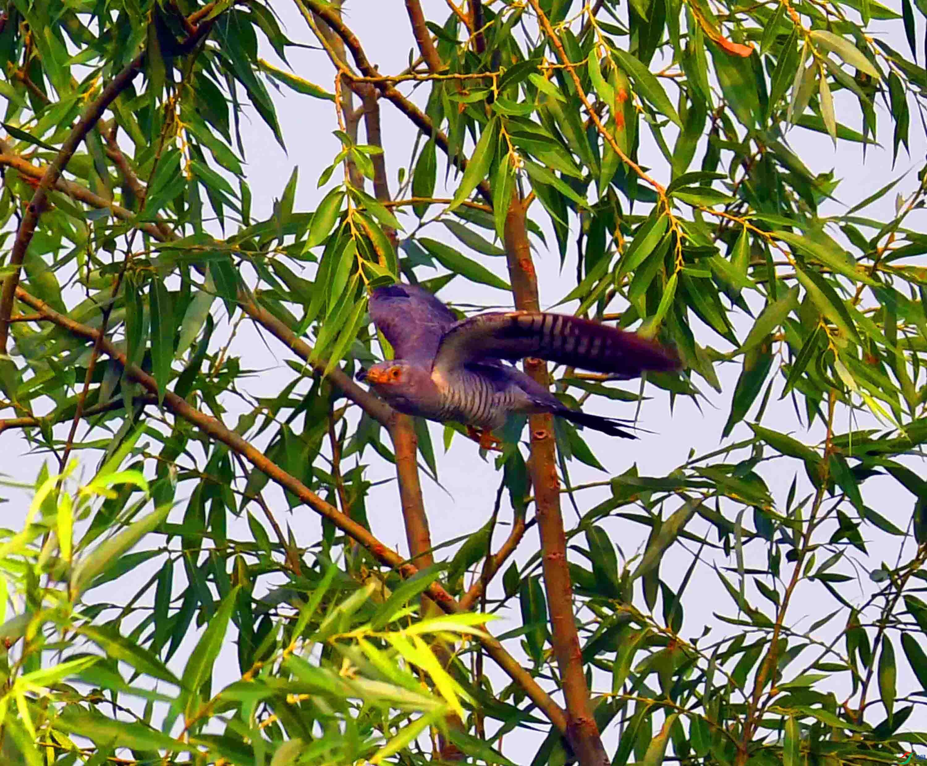 DSC_3059.JPG