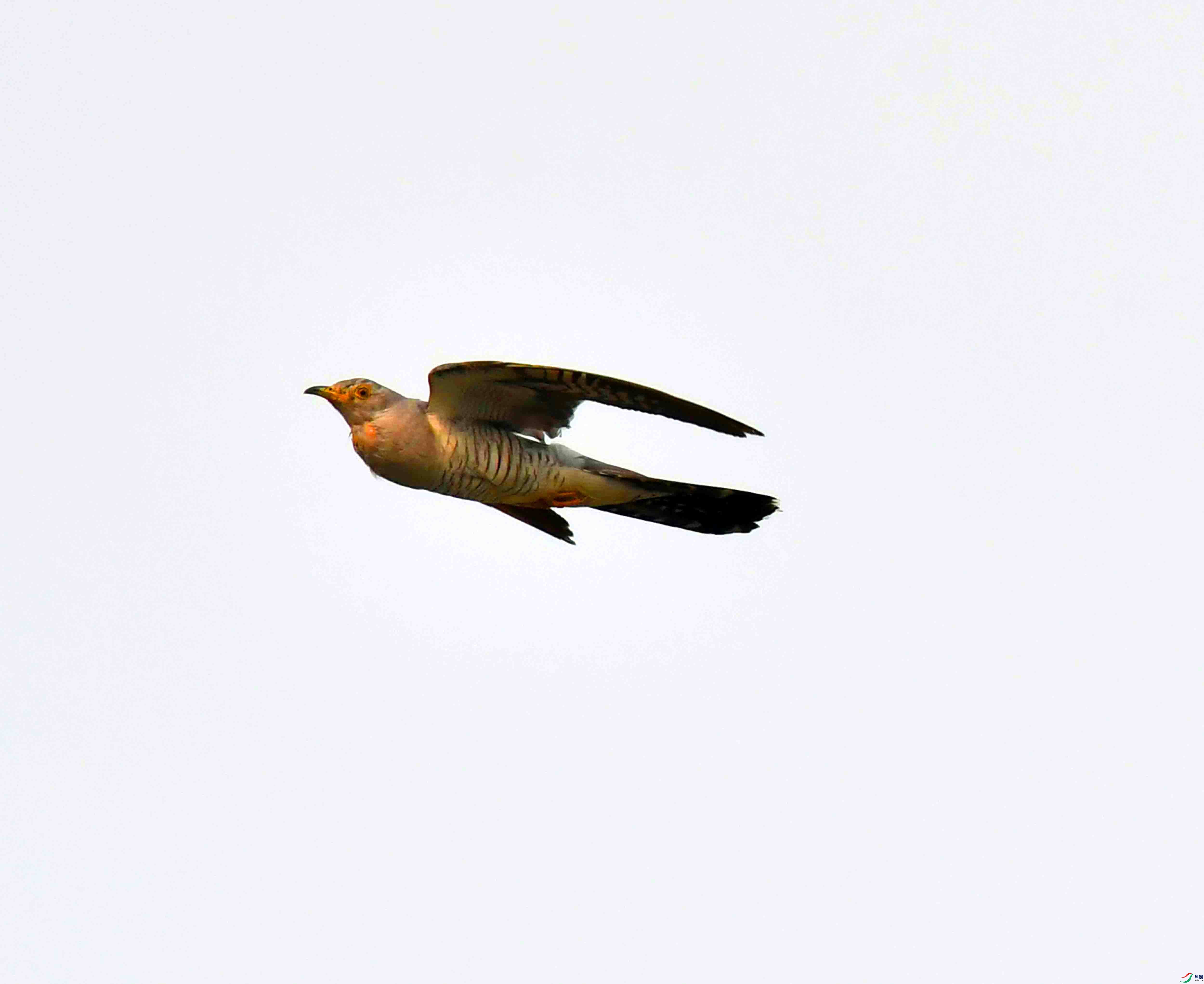DSC_3066.JPG