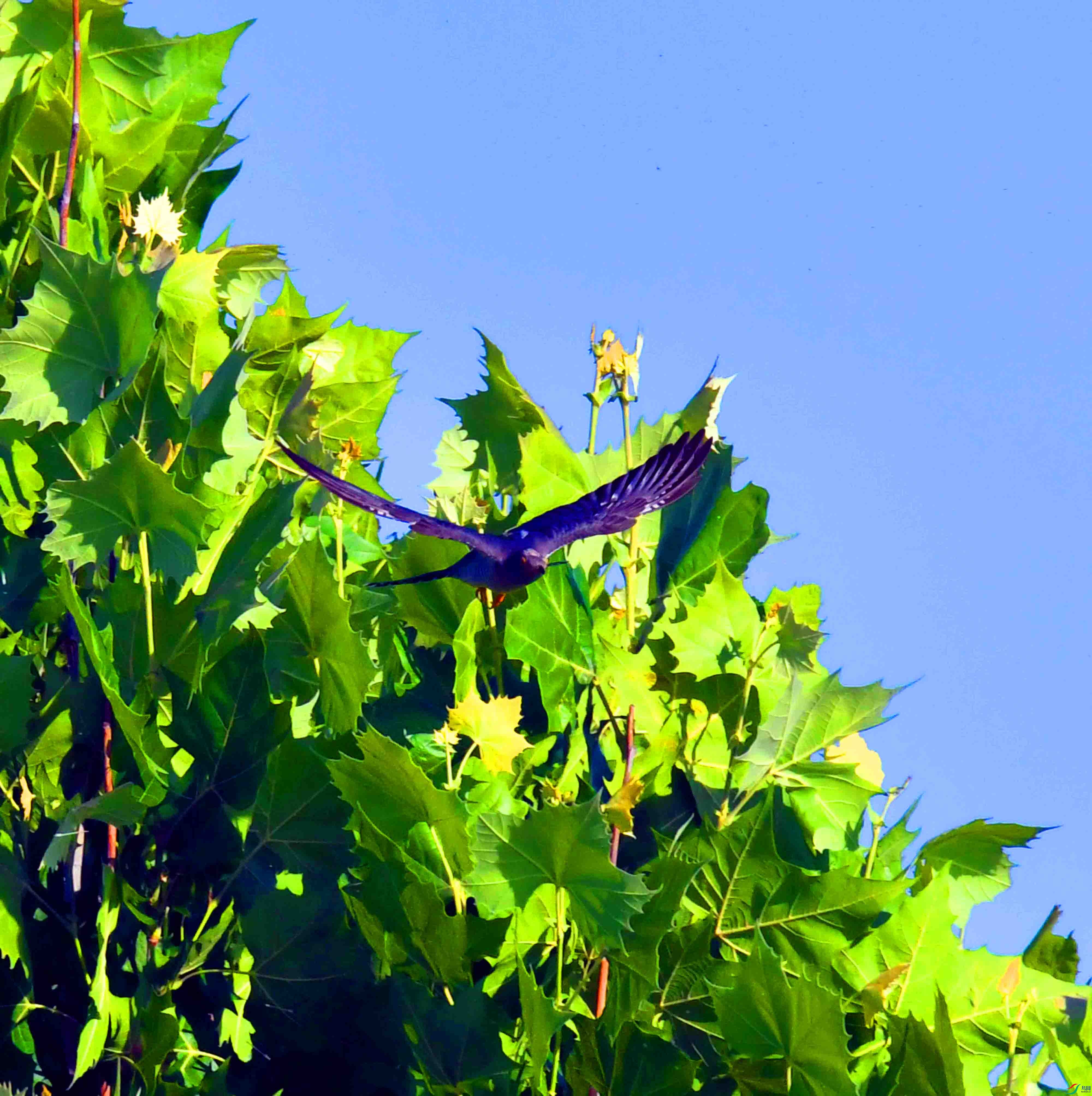 DSC_6293.JPG