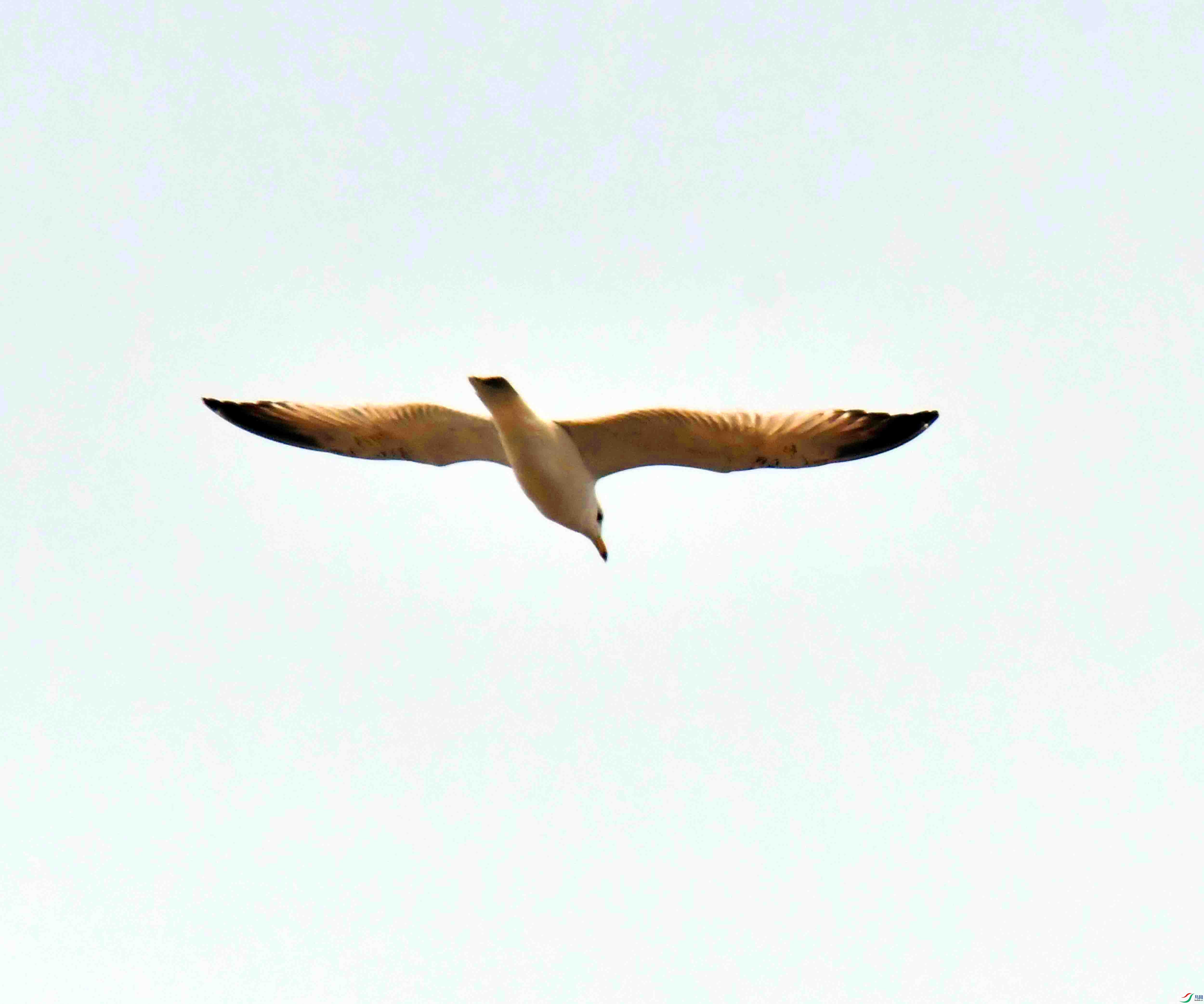 DSC_0060.JPG