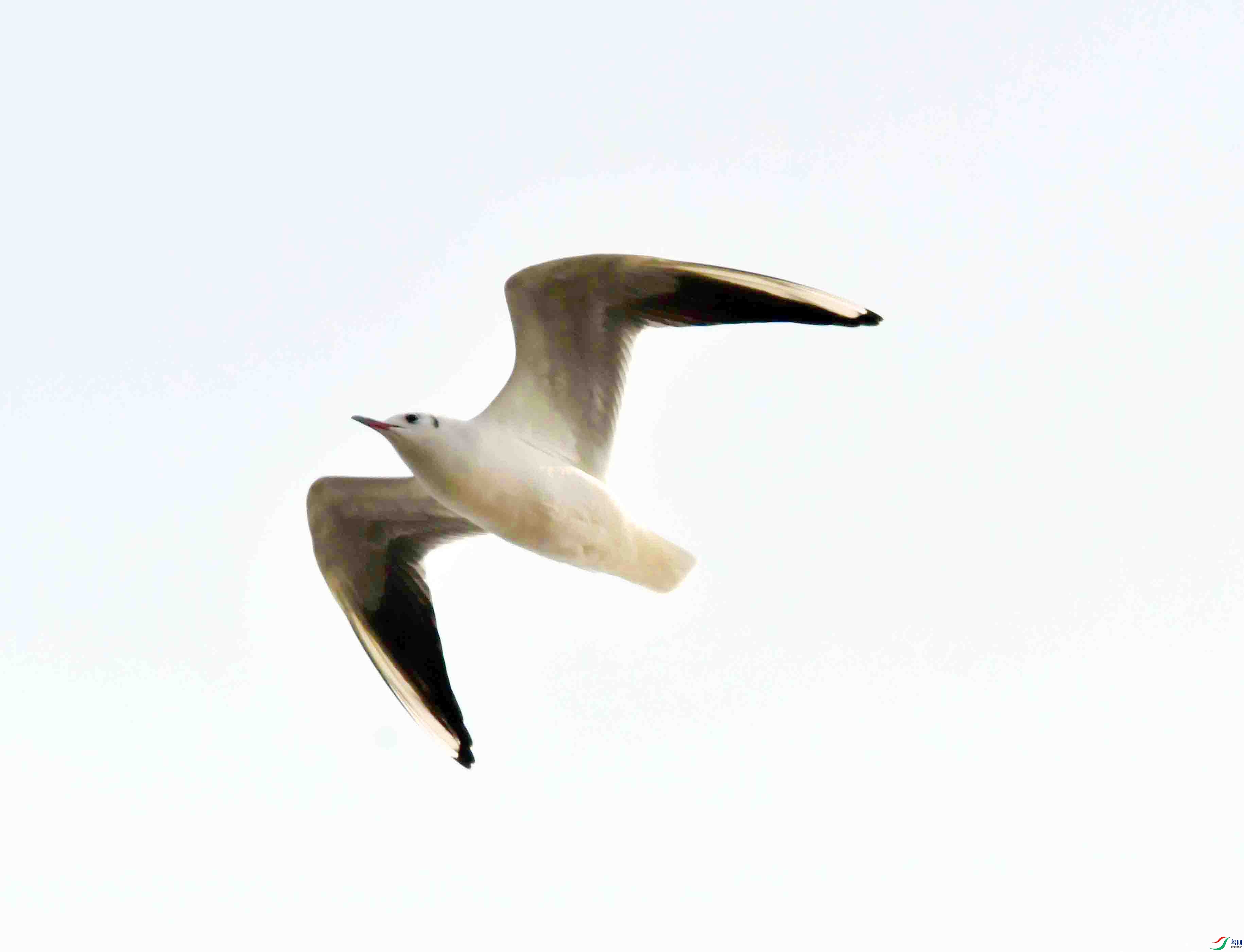DSC_0425.JPG