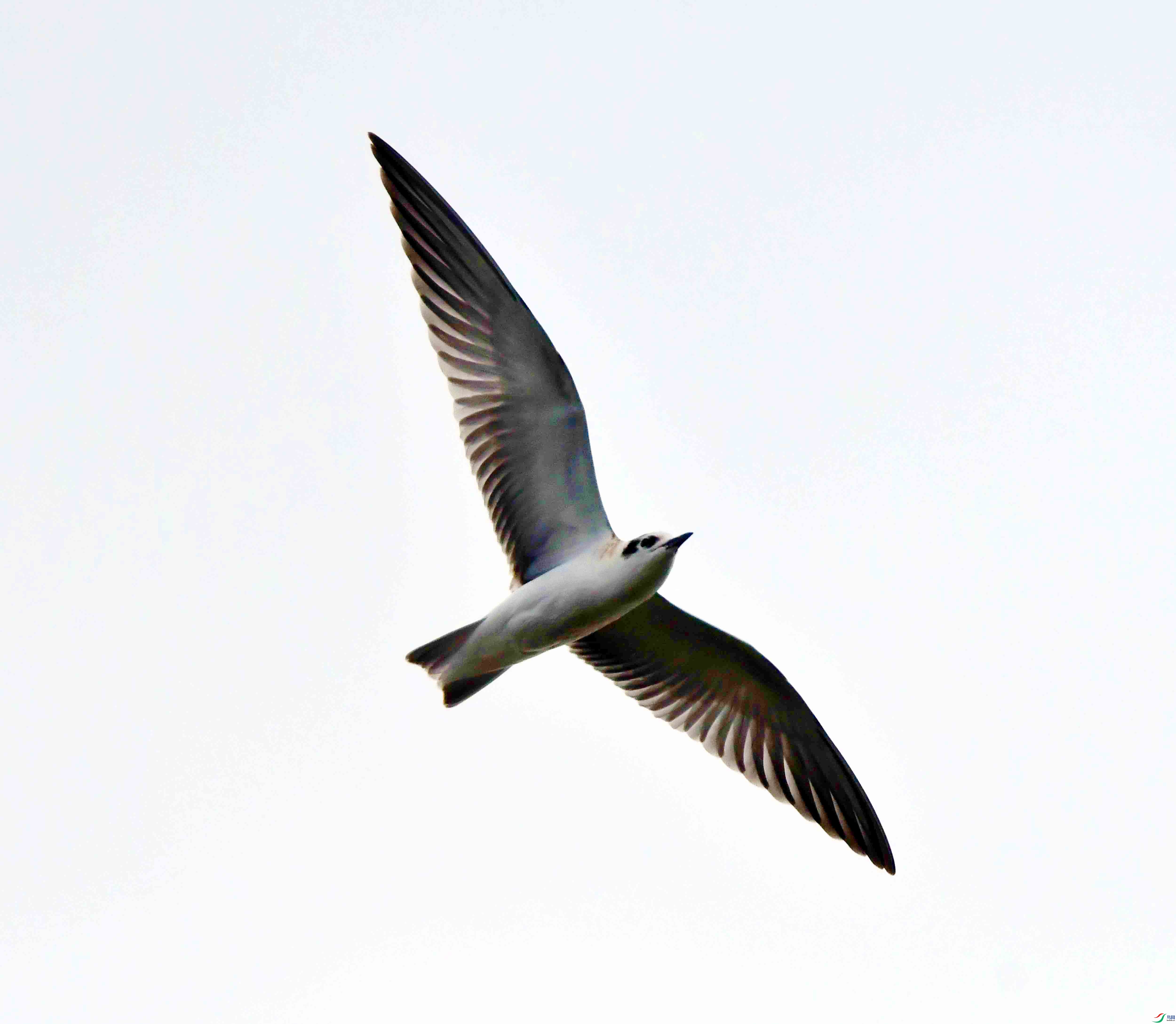 DSC_0597.JPG