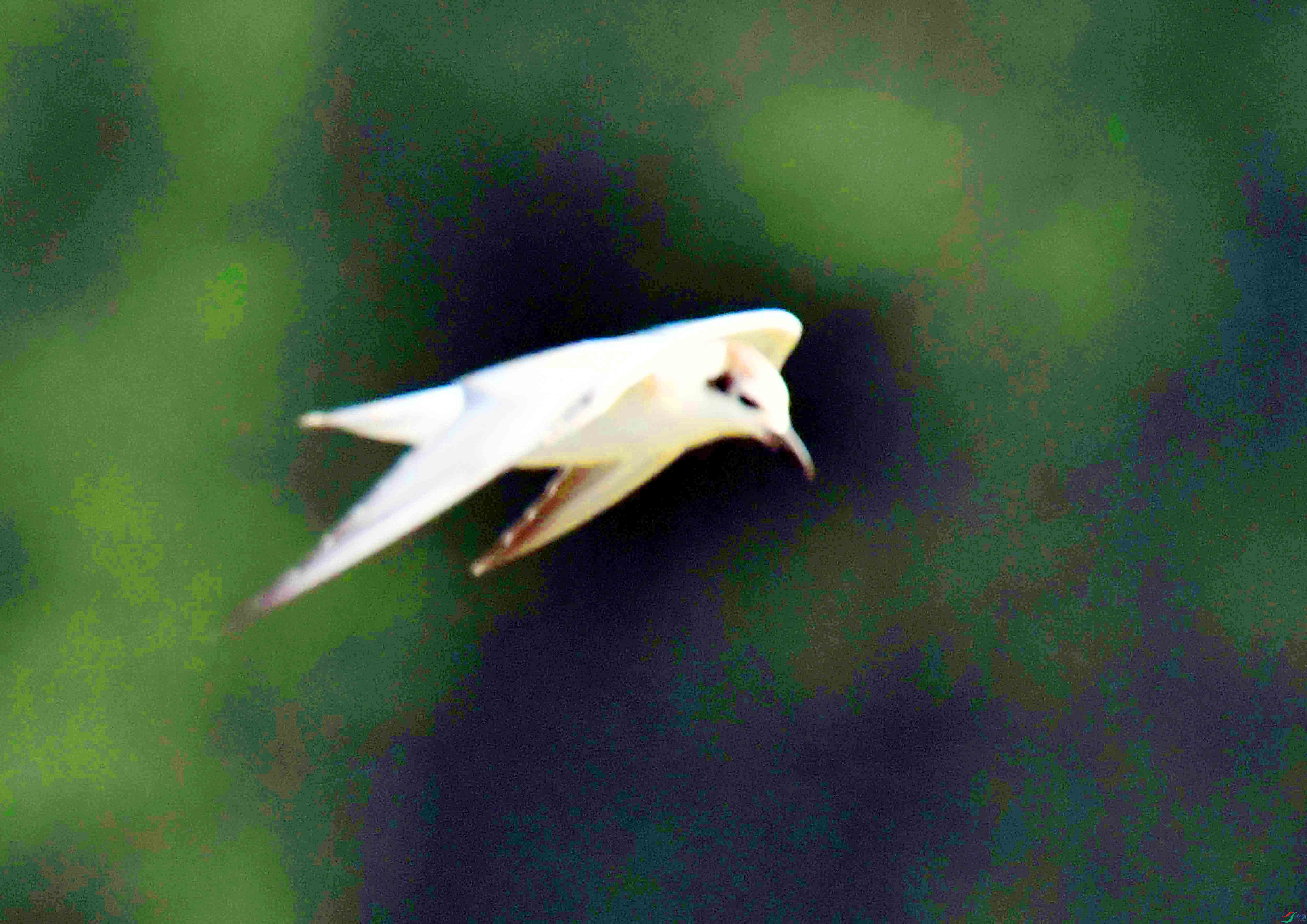 DSC_0605.JPG