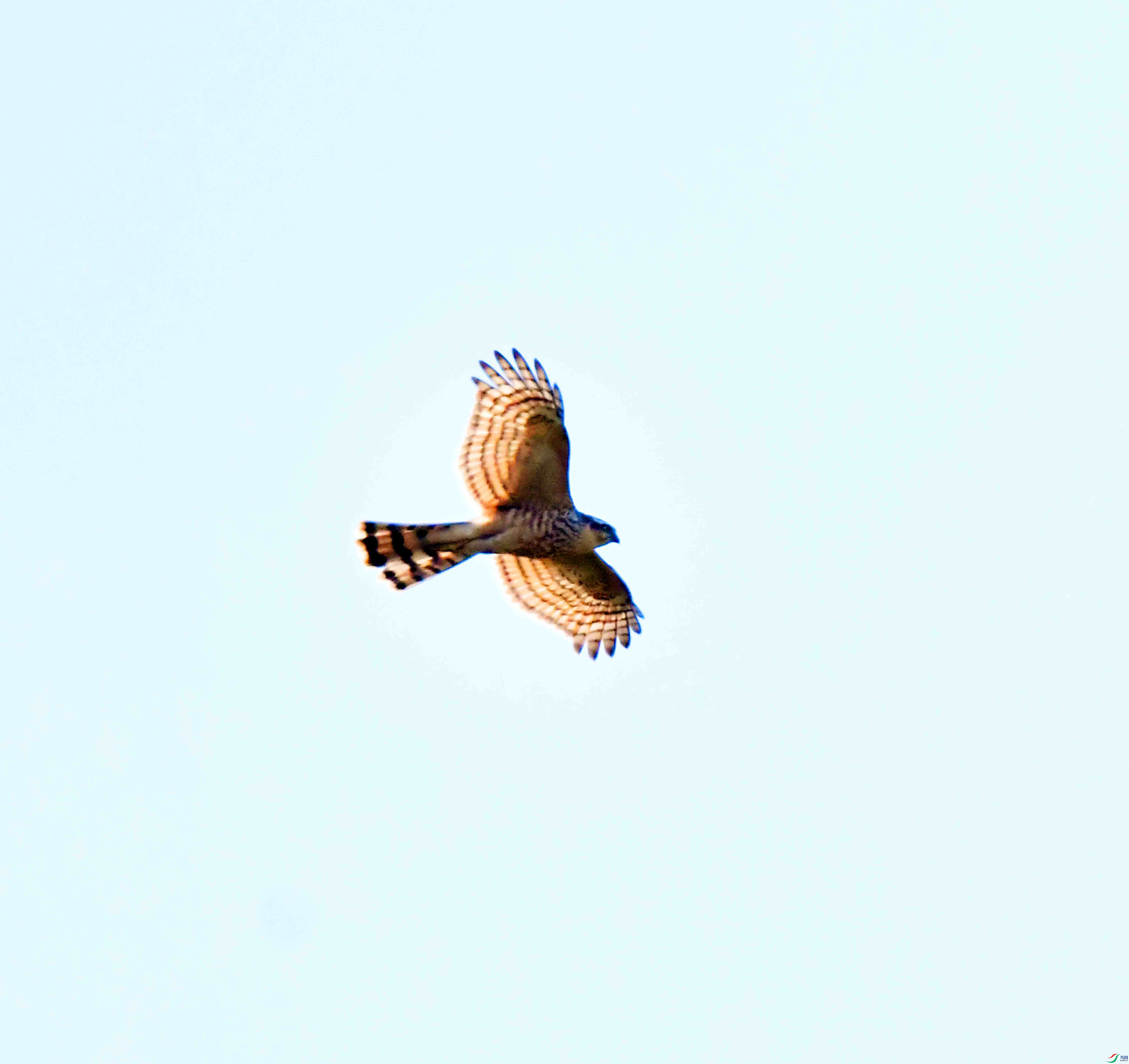 DSC_2636.JPG