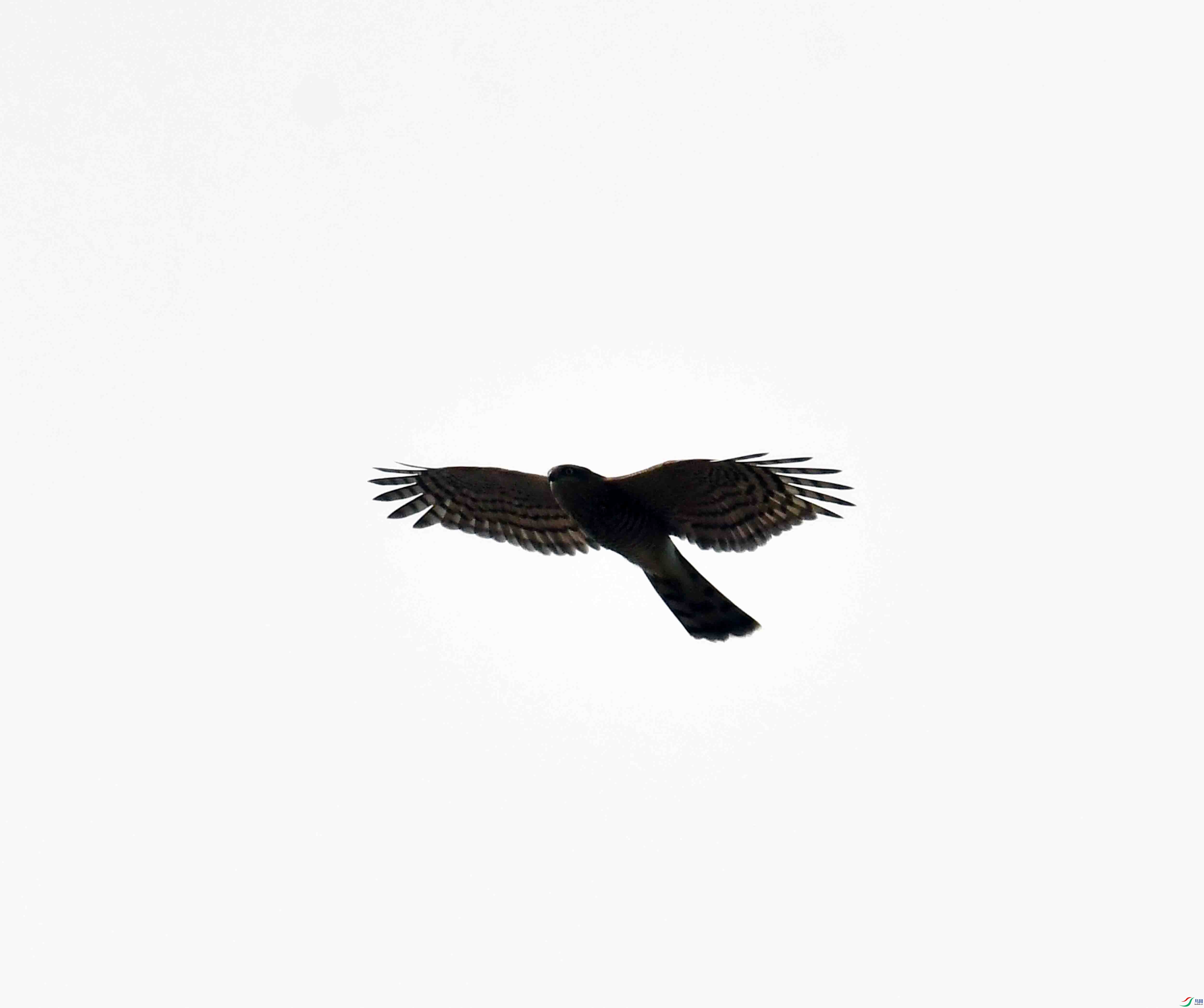DSC_4795.JPG