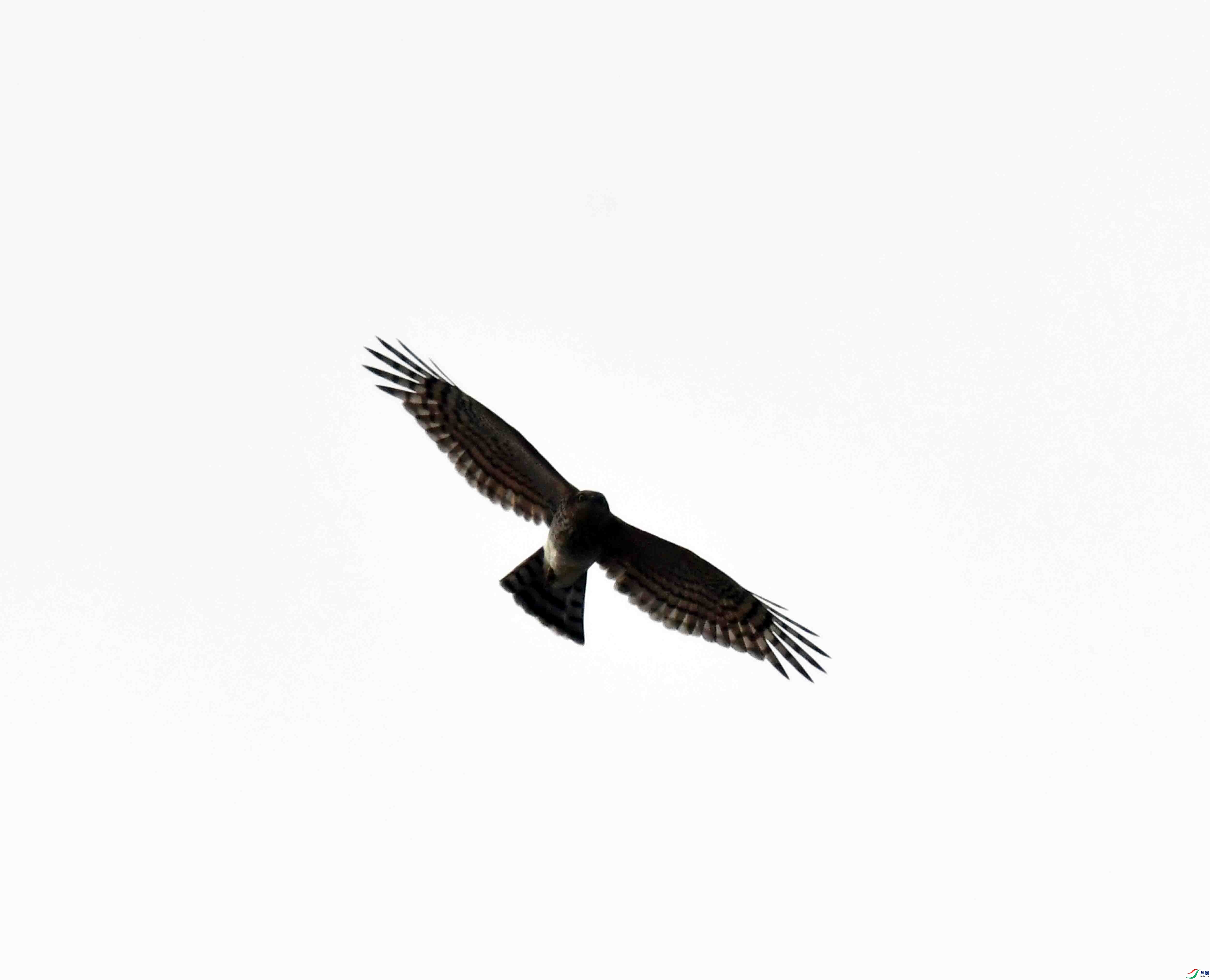 DSC_4796.JPG