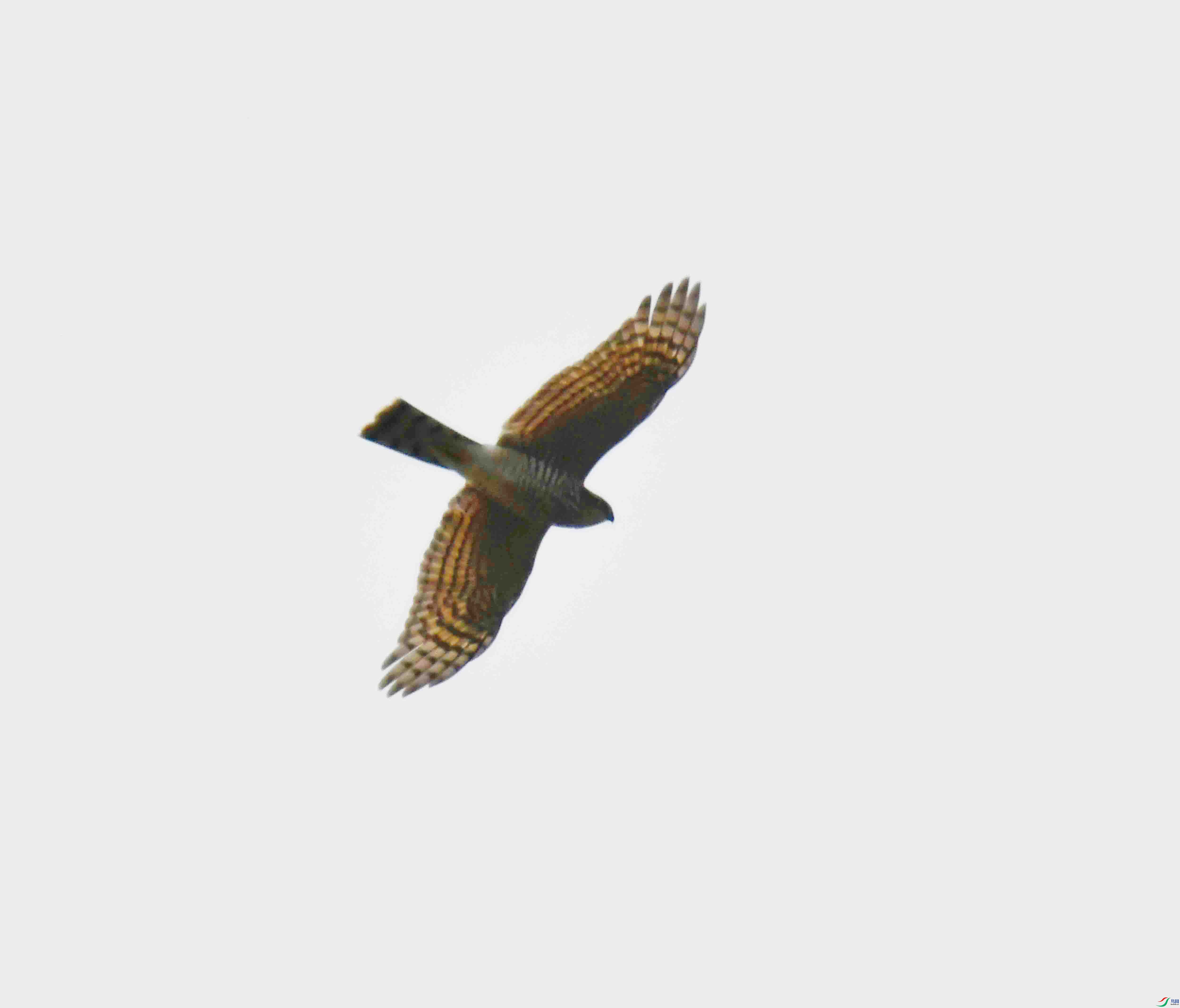 DSC_4798.JPG