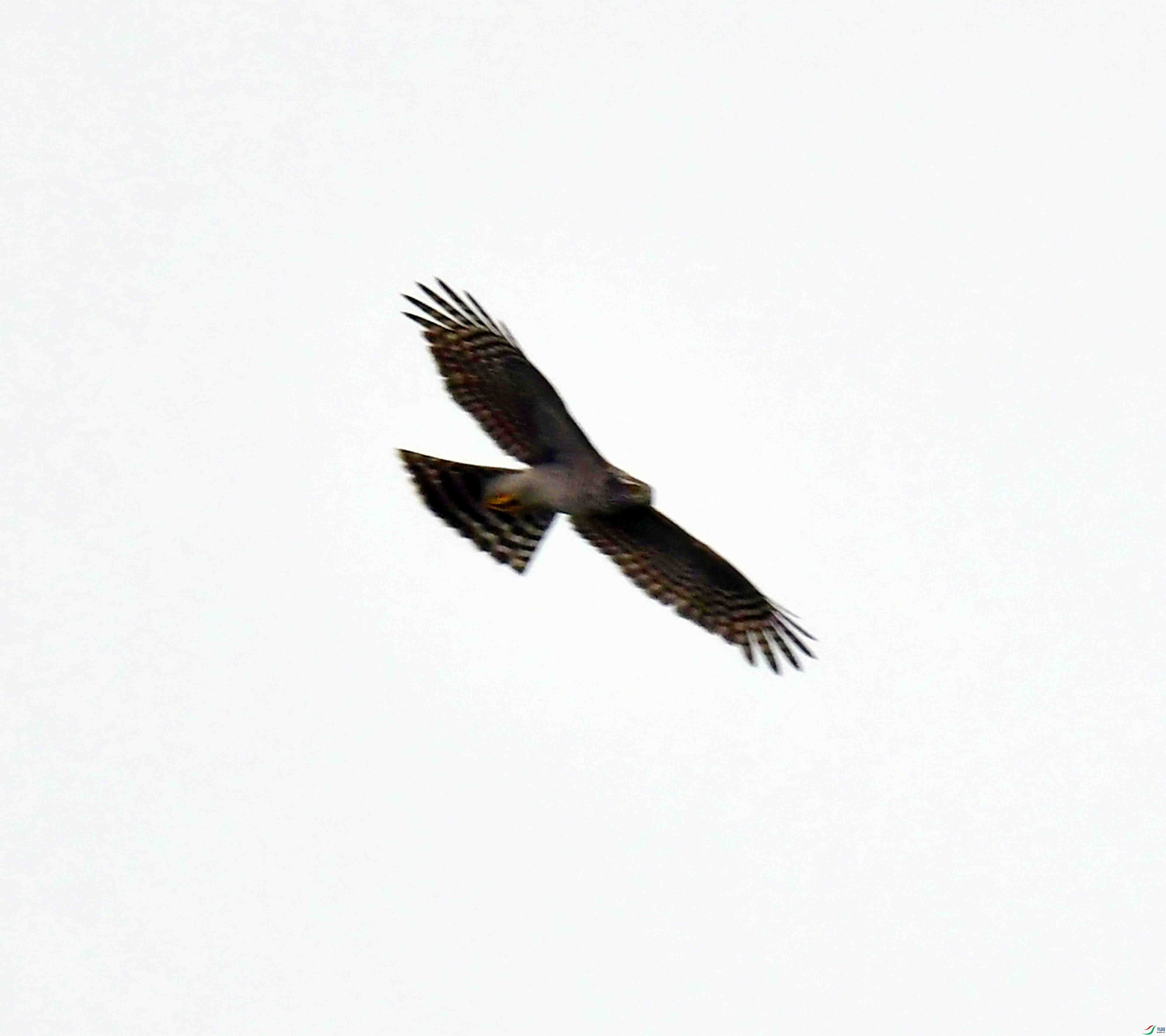 DSC_6675.JPG
