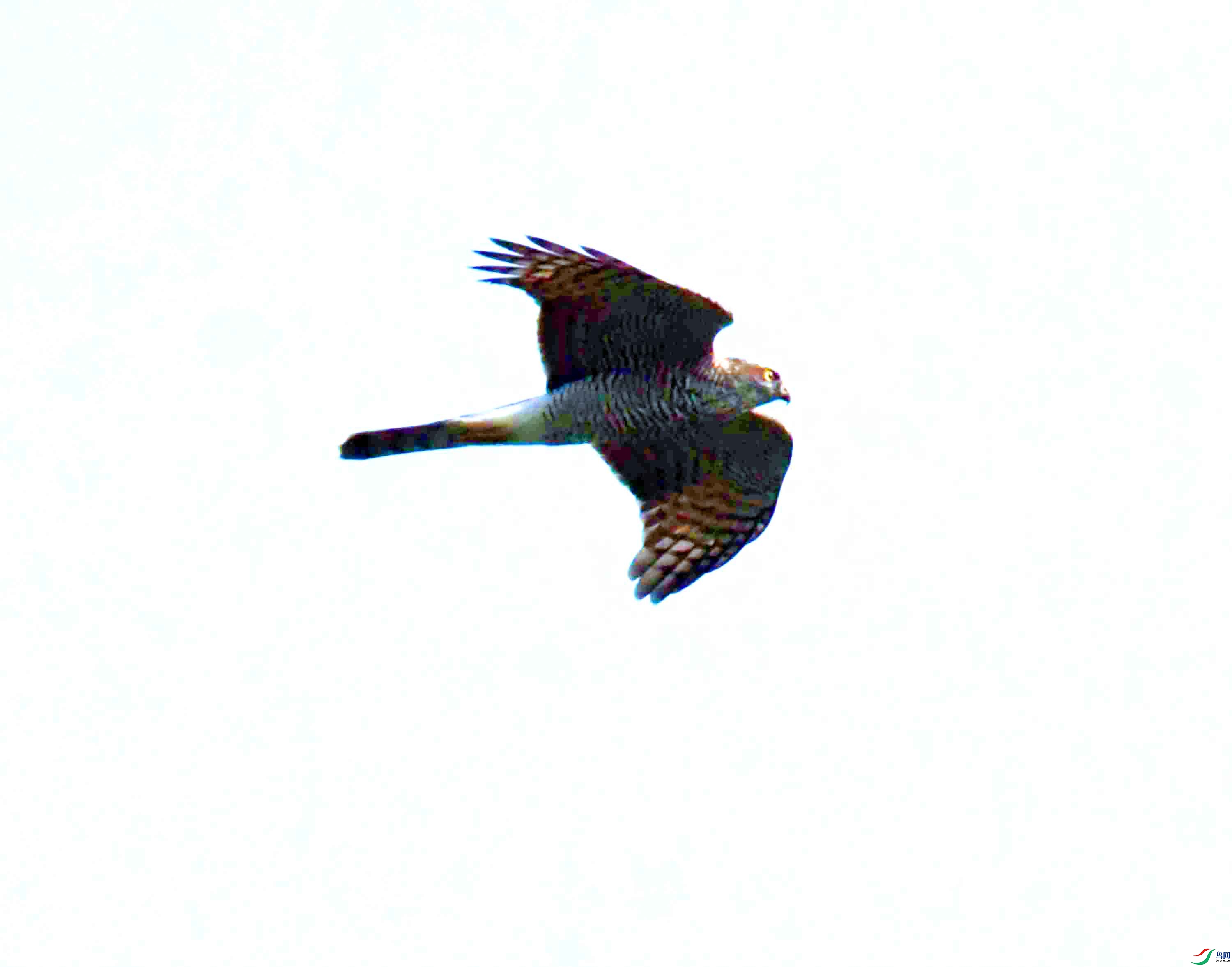DSC_7217.JPG