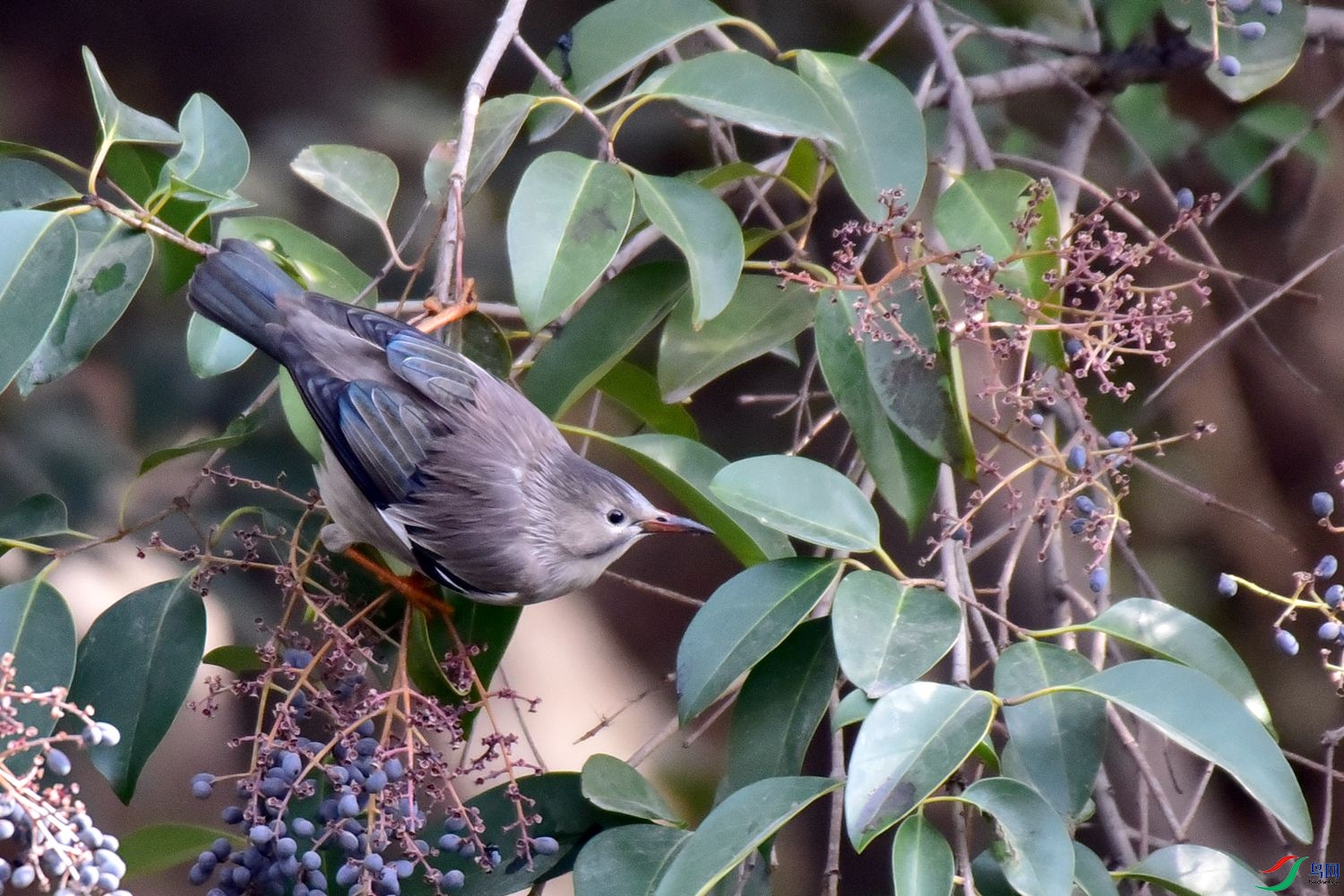 DSC_9757.JPG
