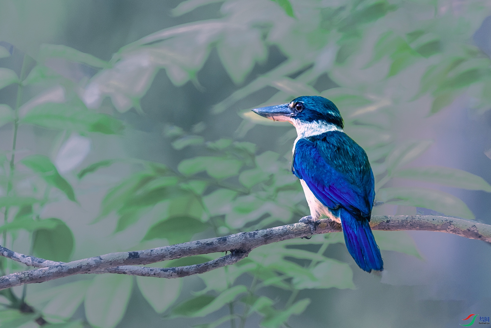 �������----��ʿ�緶