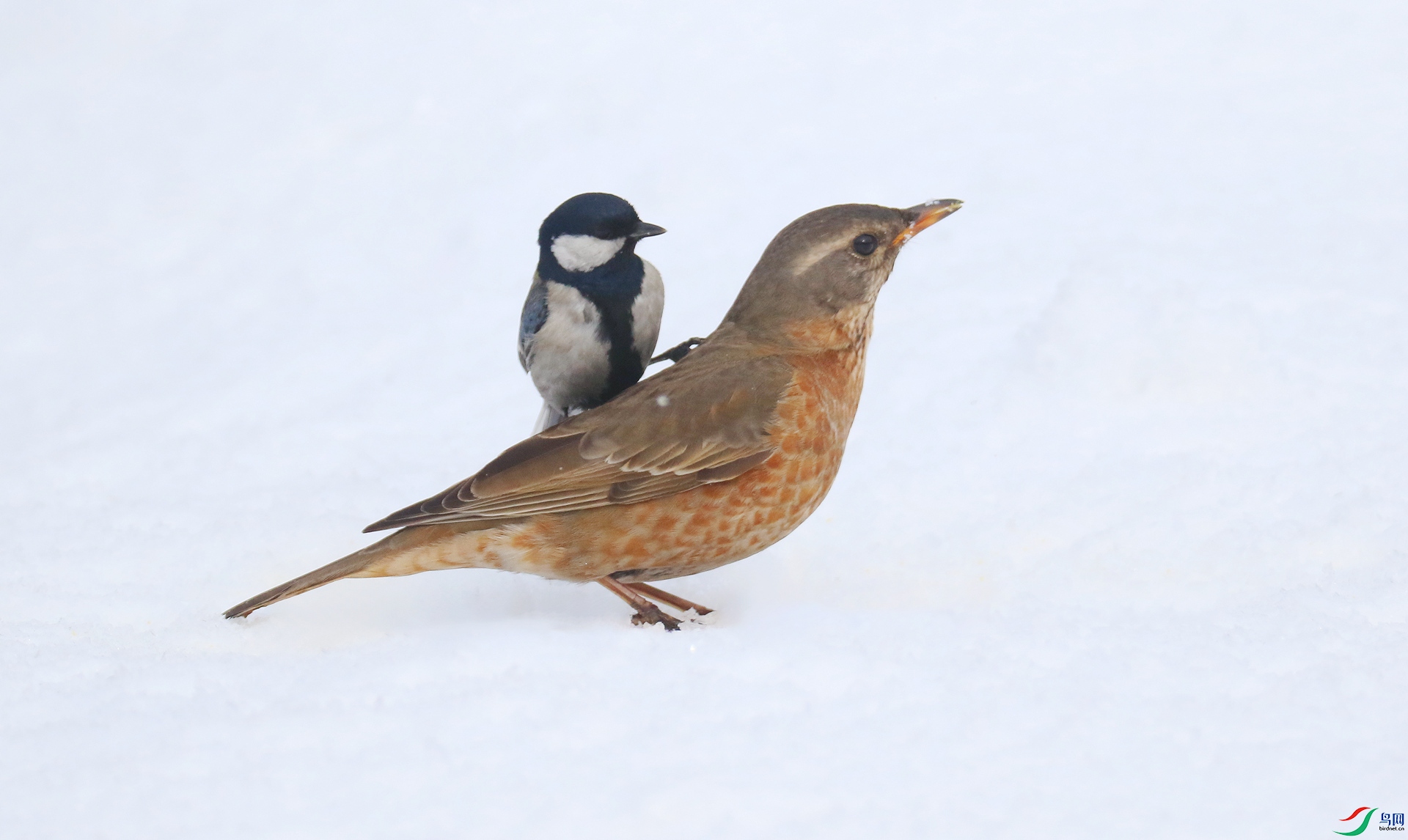 0G1A9530 ����.jpg