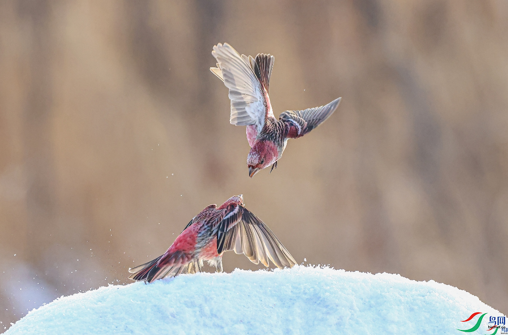 ���϶��£�ף����ʦ�����ٻ�������������Ŀ��� 10.png