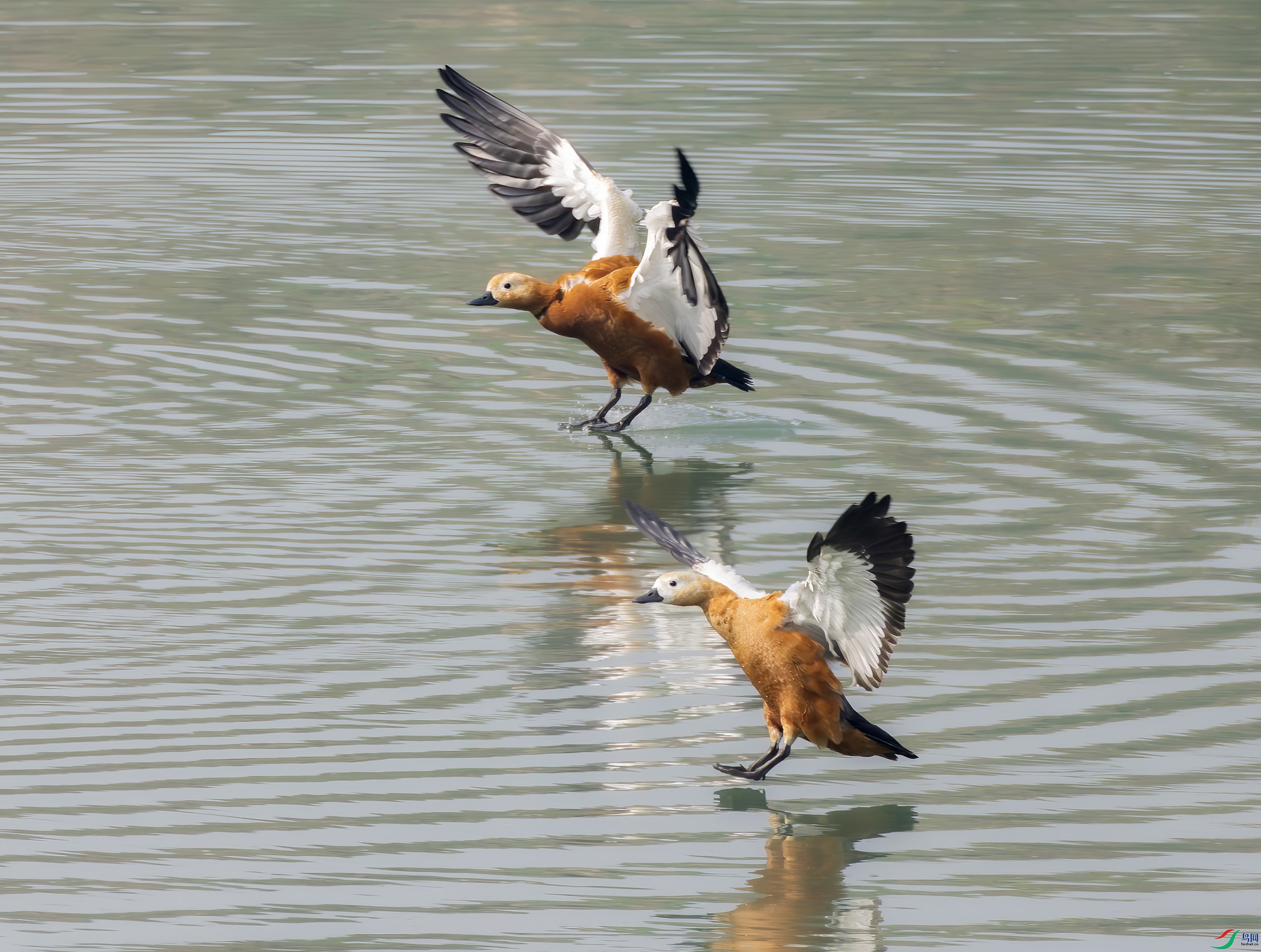 2I1A0746-����ǿ-NR ����.jpg