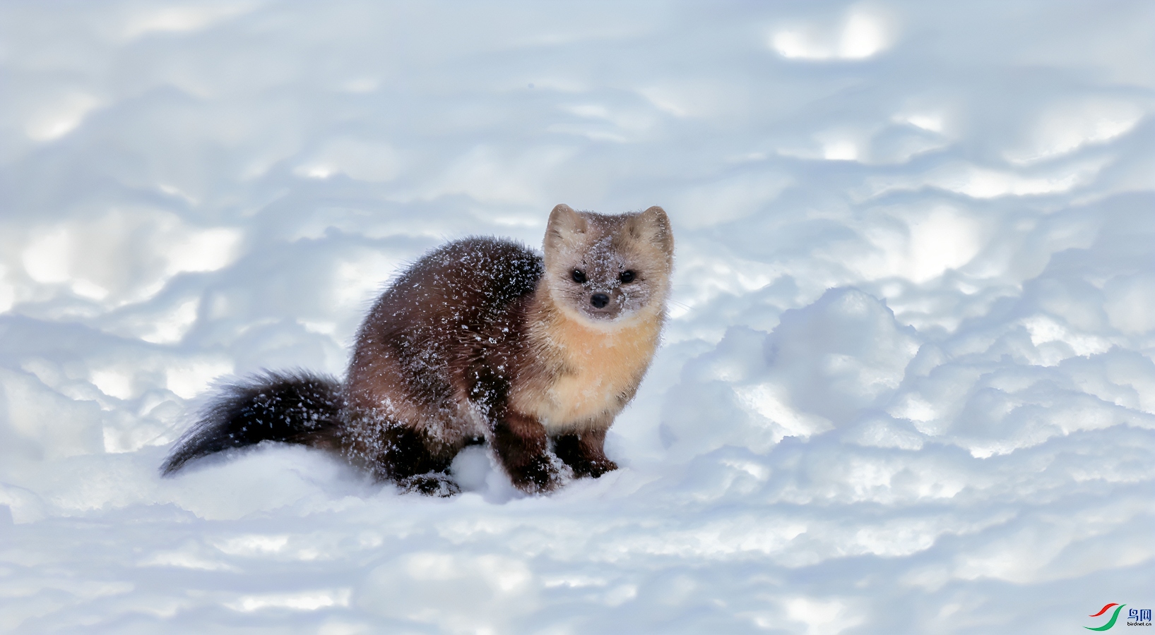 ����ɽ����