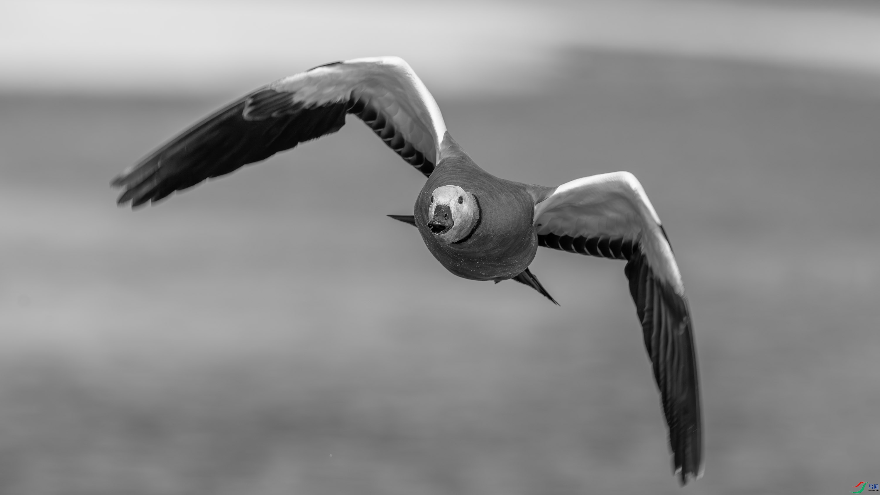 DSC03030-h.jpg