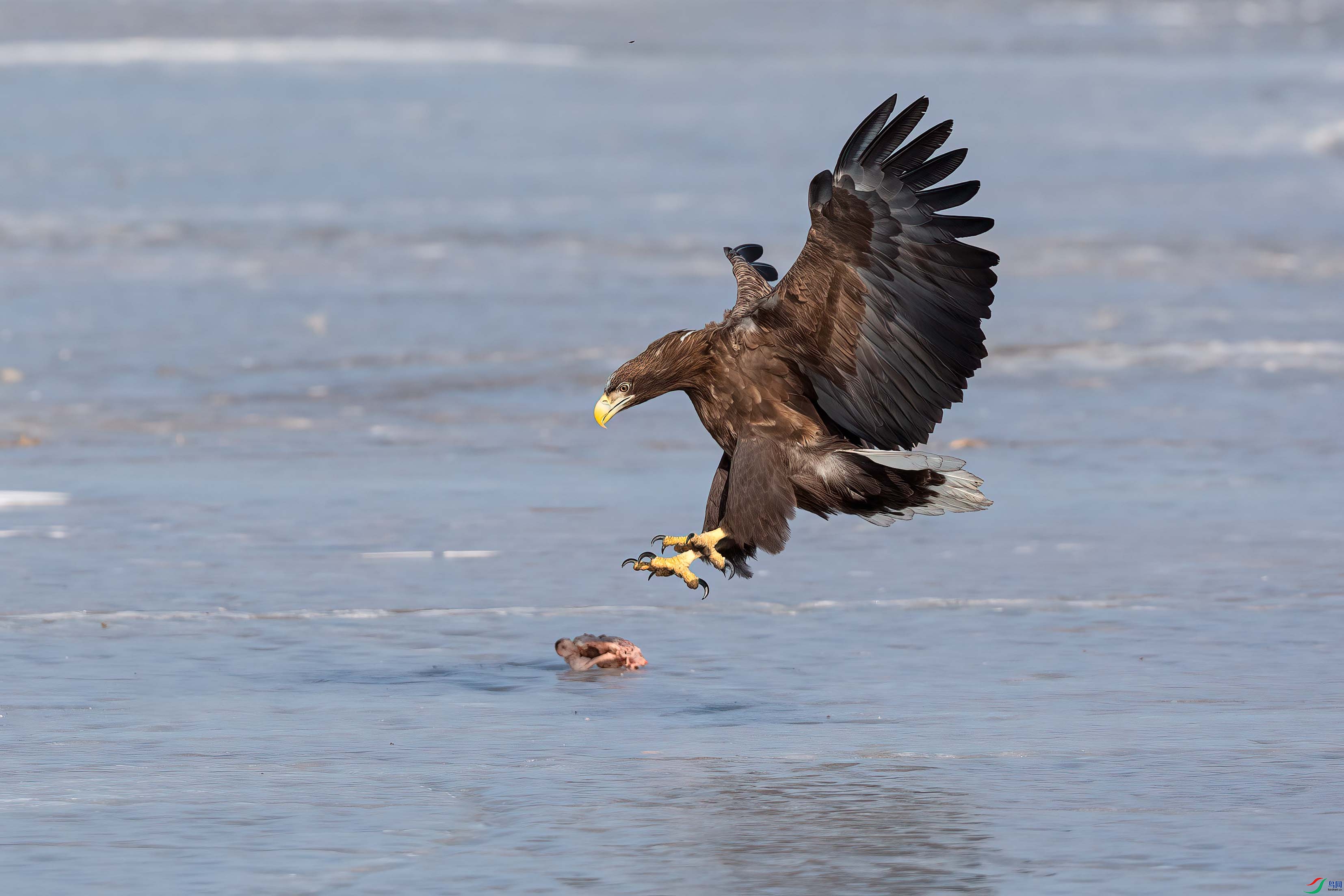 ��β����