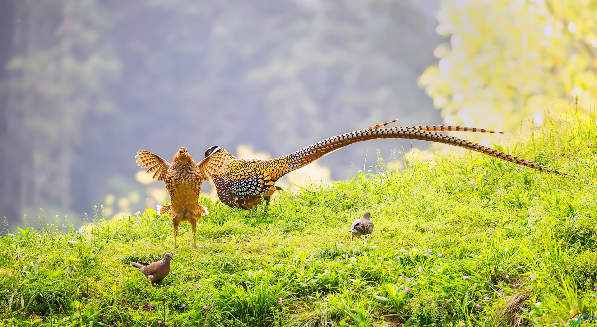 407A0461 ����-Sh---1 .jpg