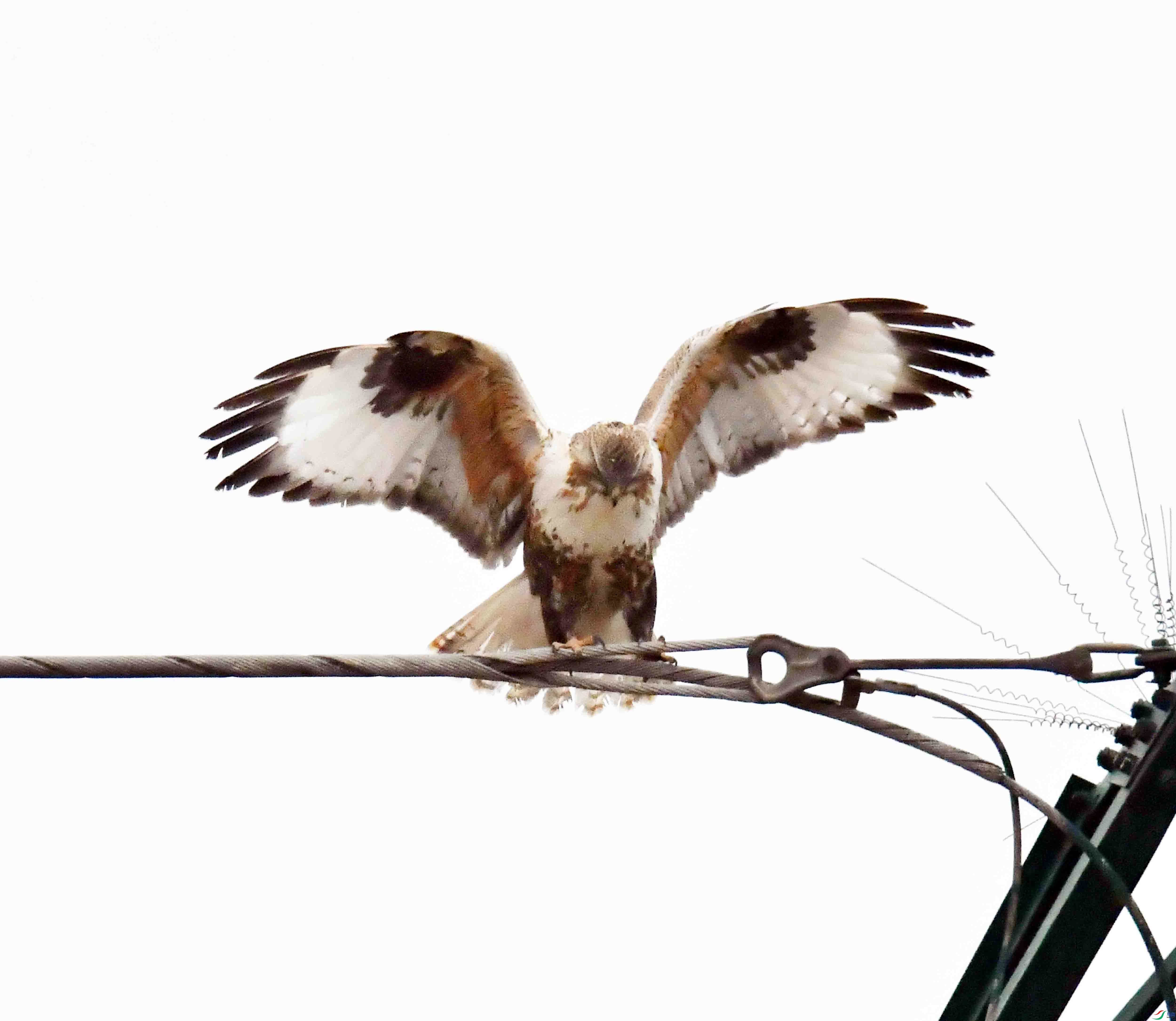 DSC_1010.JPG