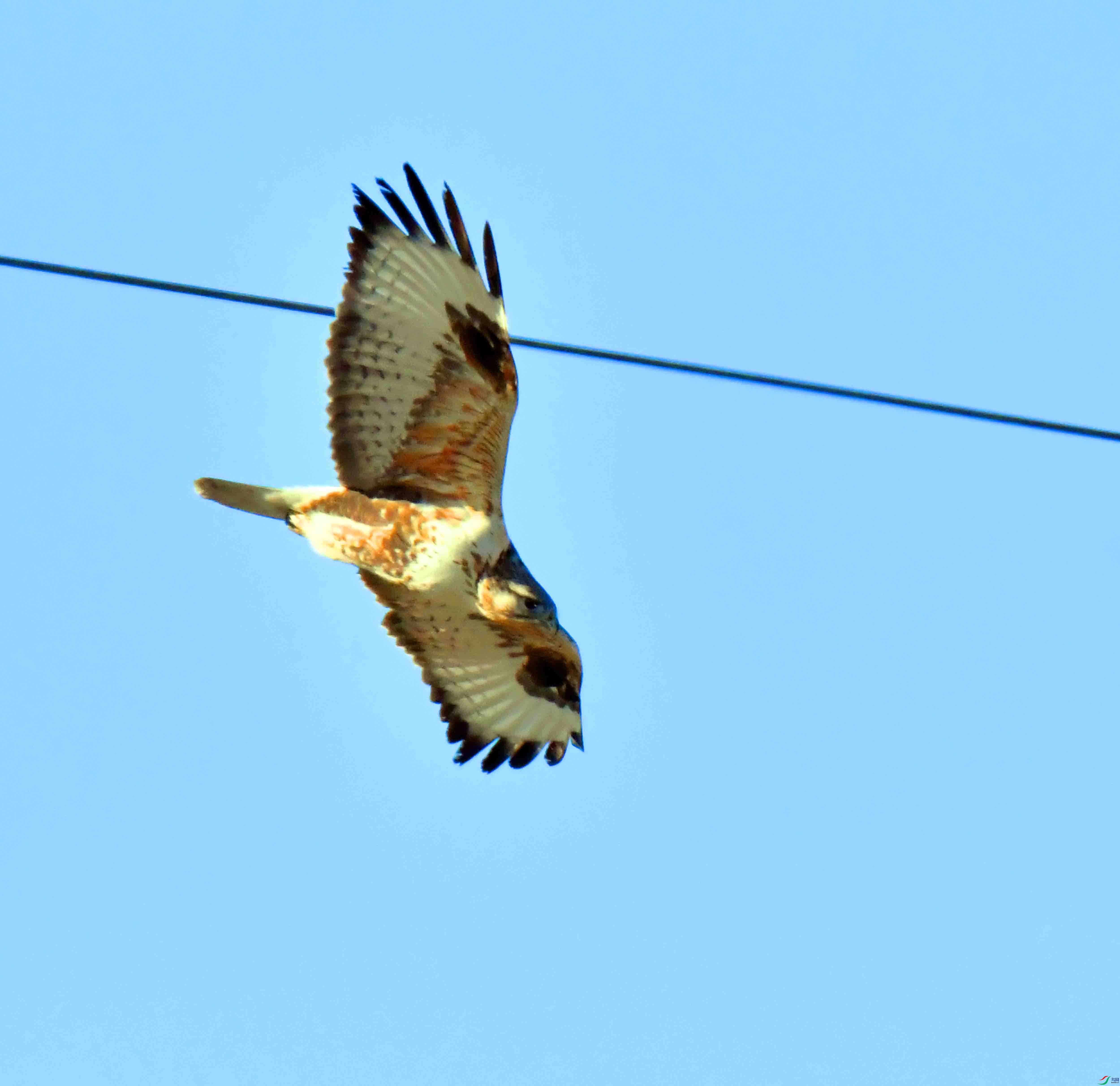 DSC_1949.JPG