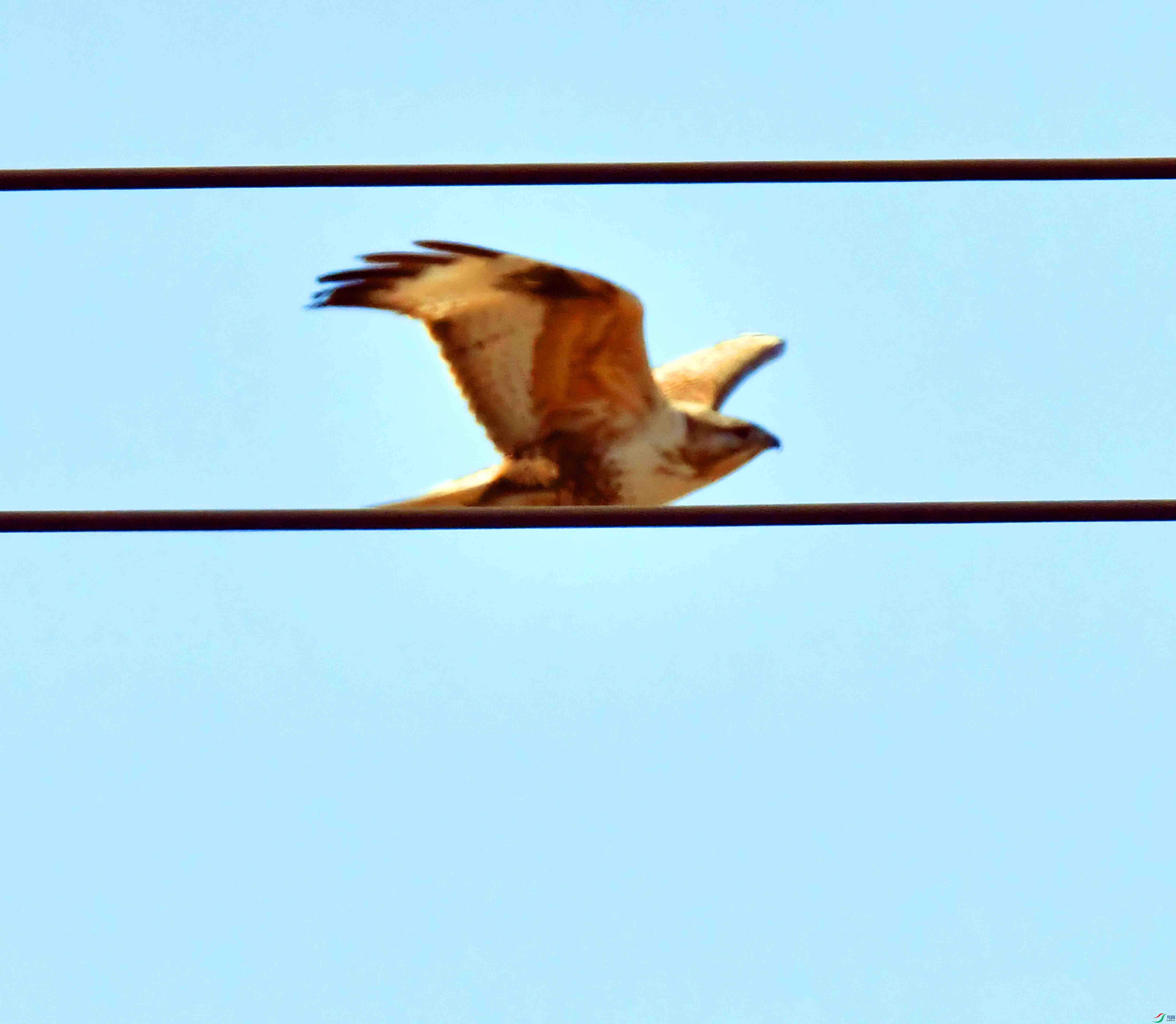 DSC_1951.JPG