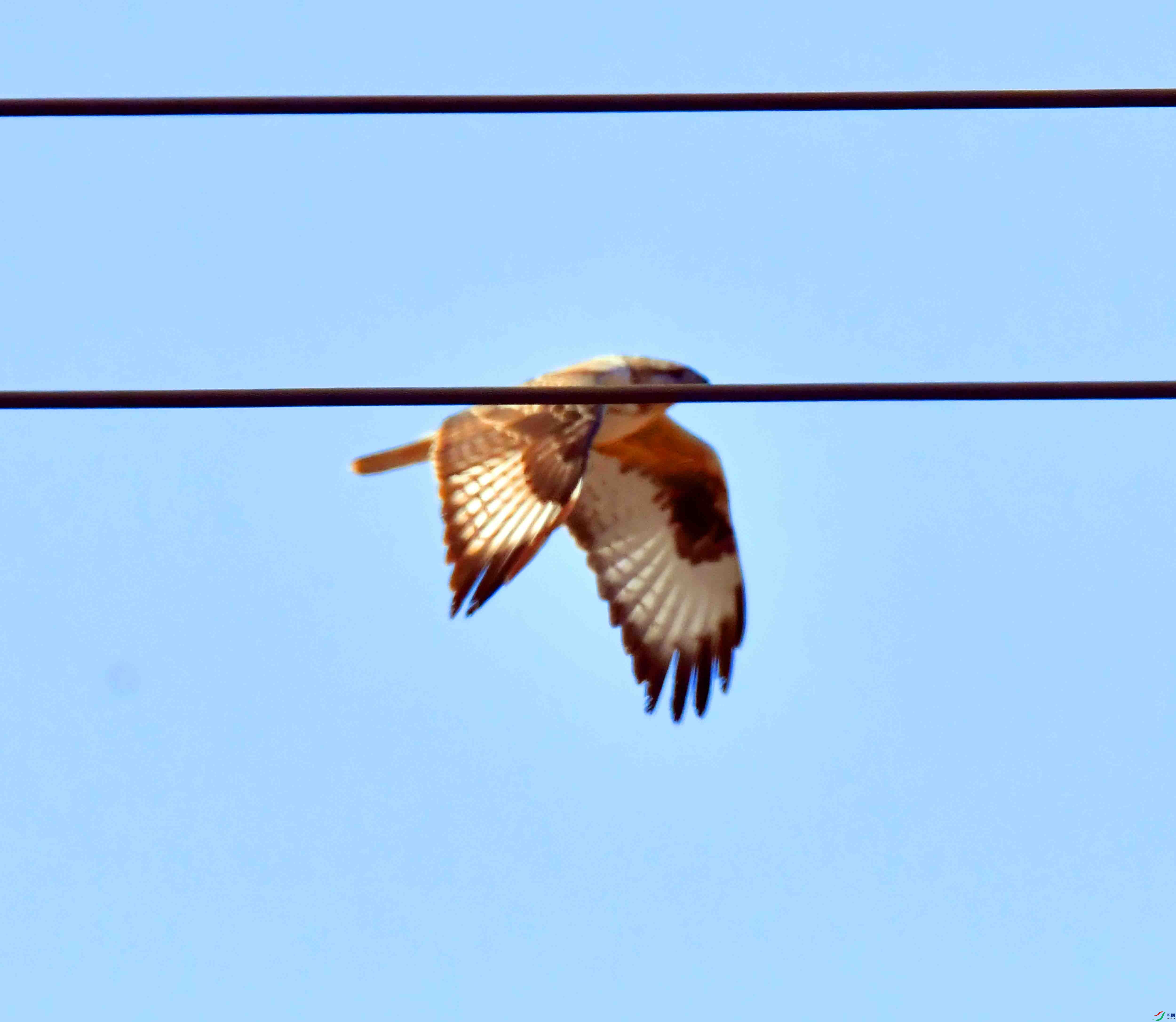 DSC_1950.JPG
