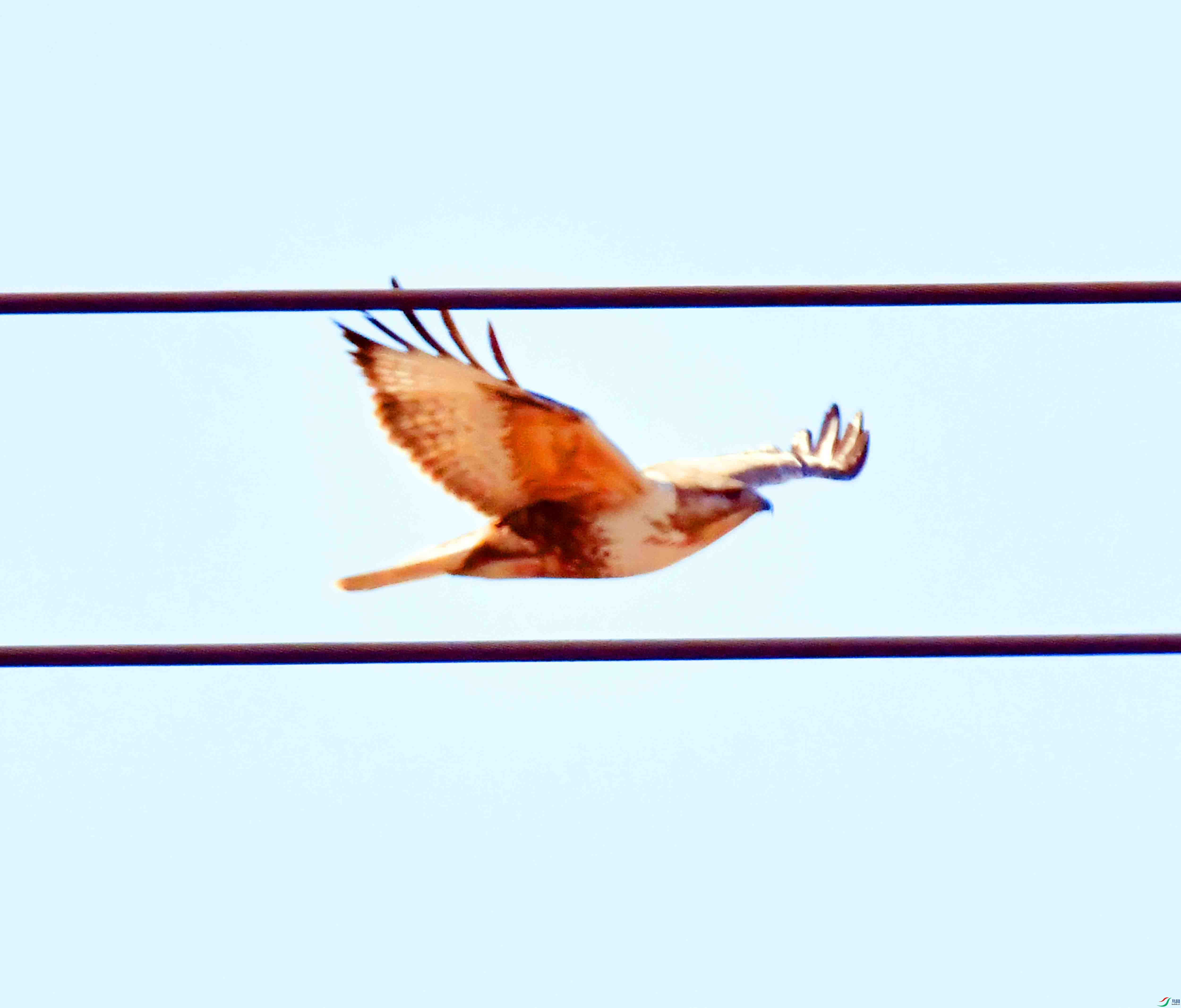 DSC_1952.JPG