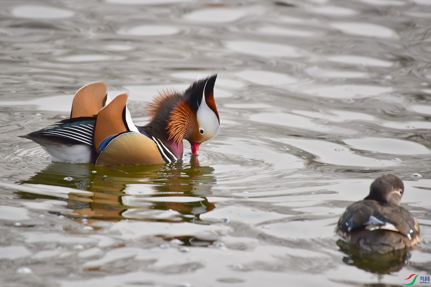 DSC_7221.JPG