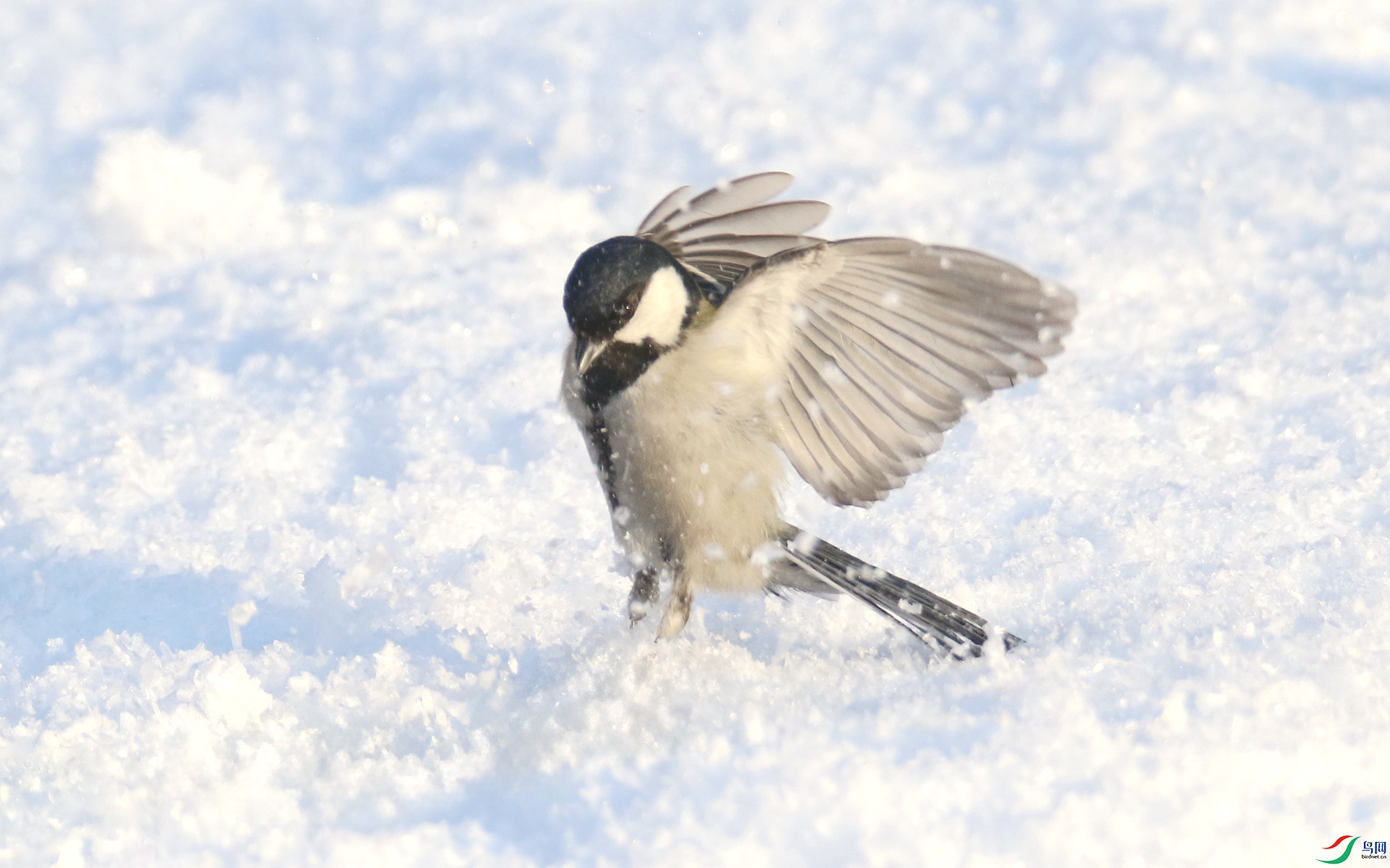 0G1A9685 ����.jpg