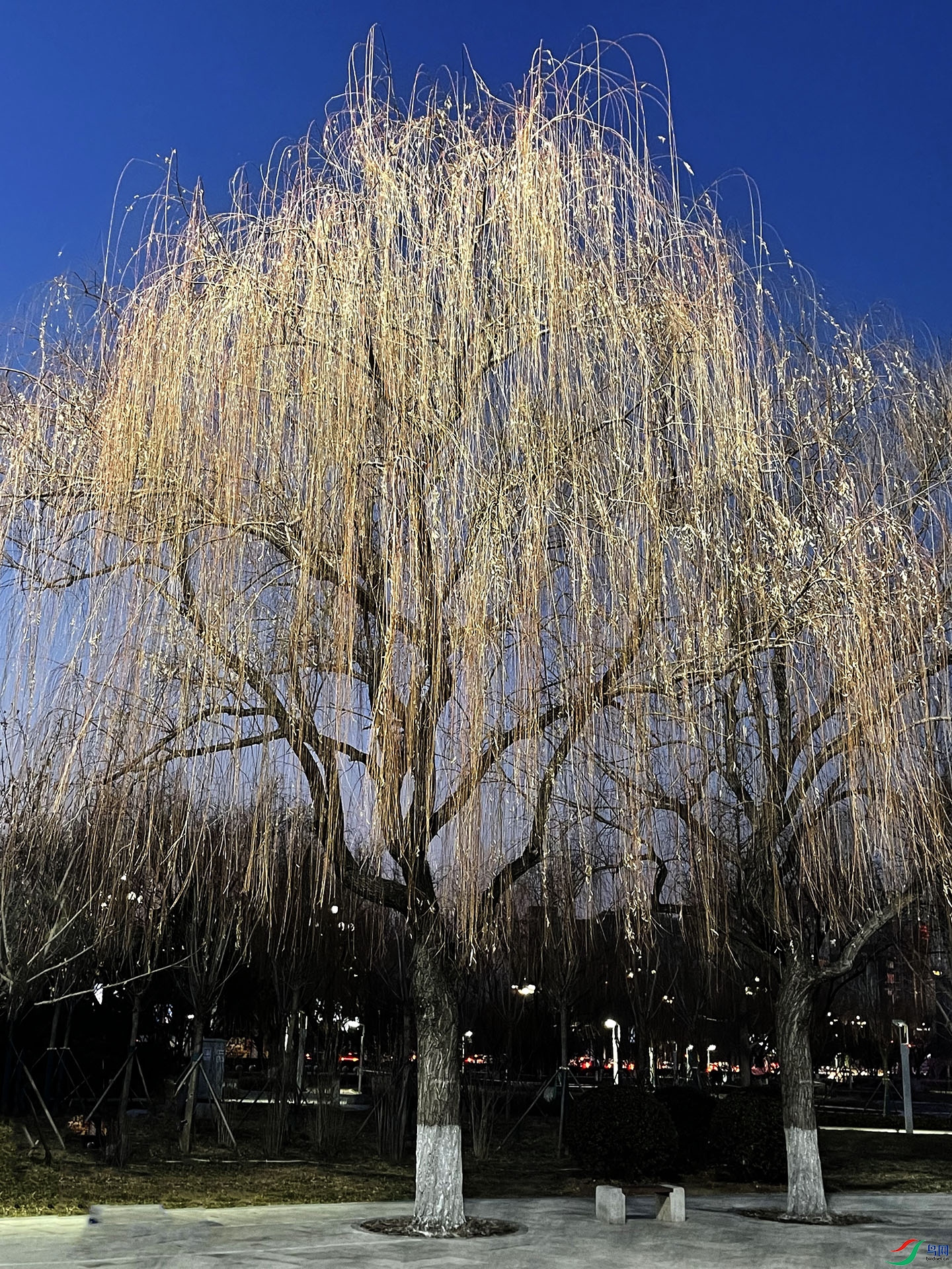 IMG_2625.jpg