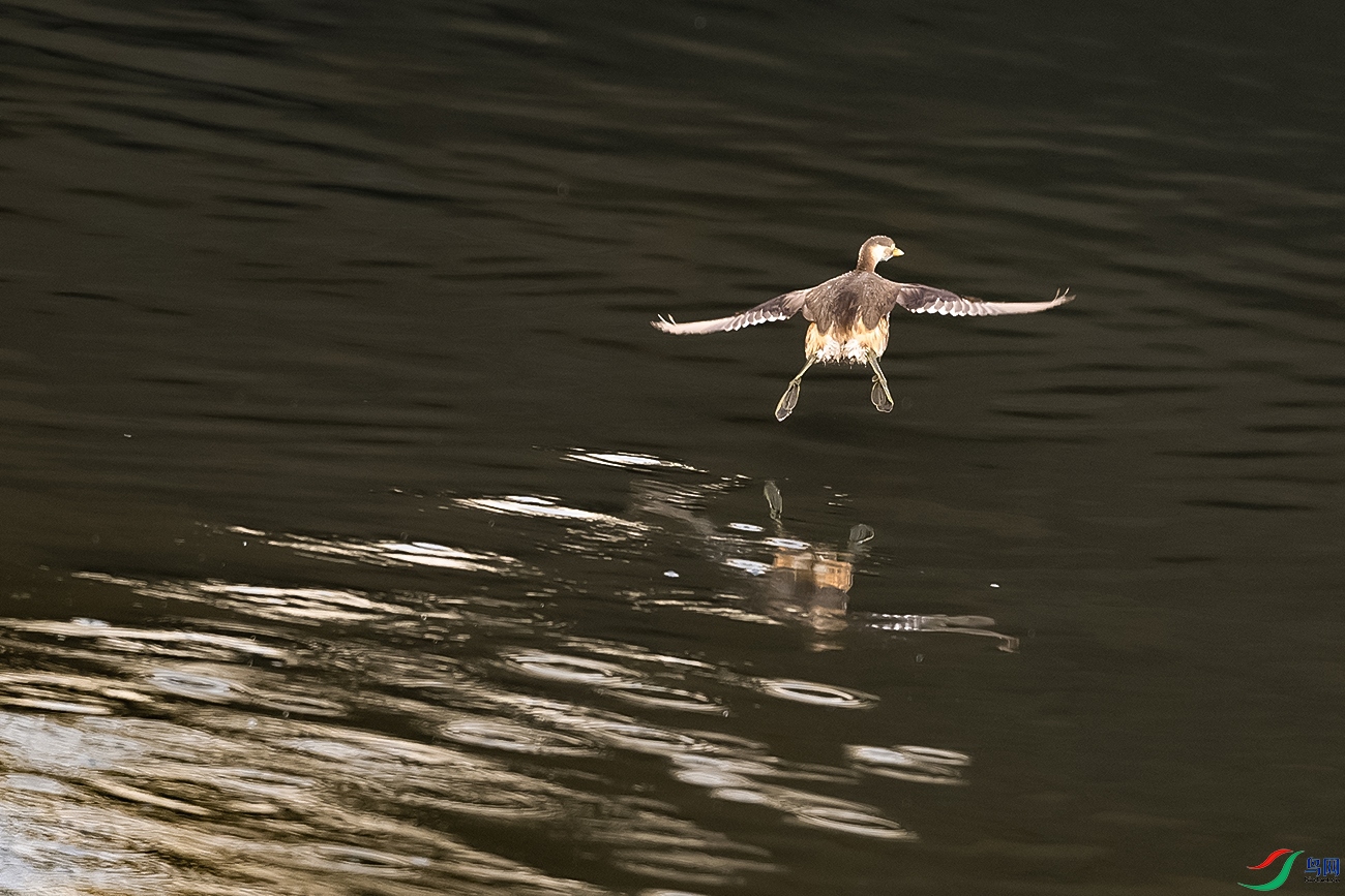 DSC_9669-.jpg