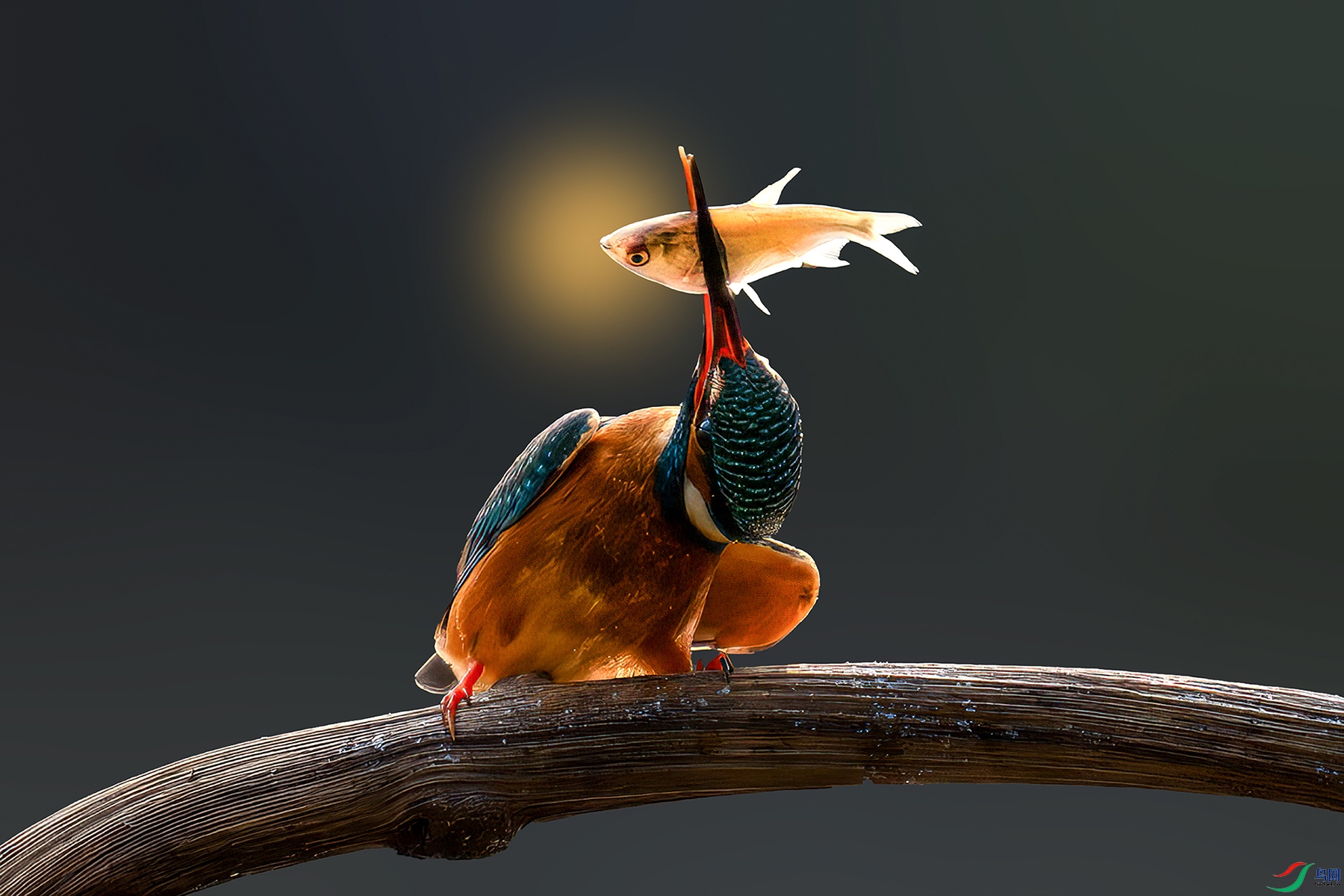 LZW03266-����ǿ-NR ����.jpg