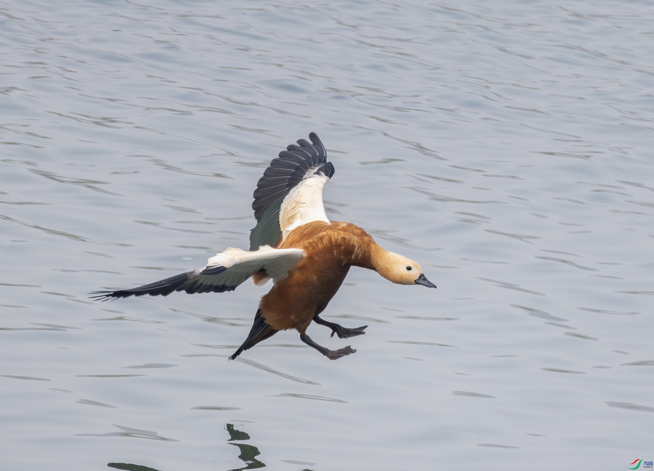 2I1A4268-����ǿ-NR ����.jpg