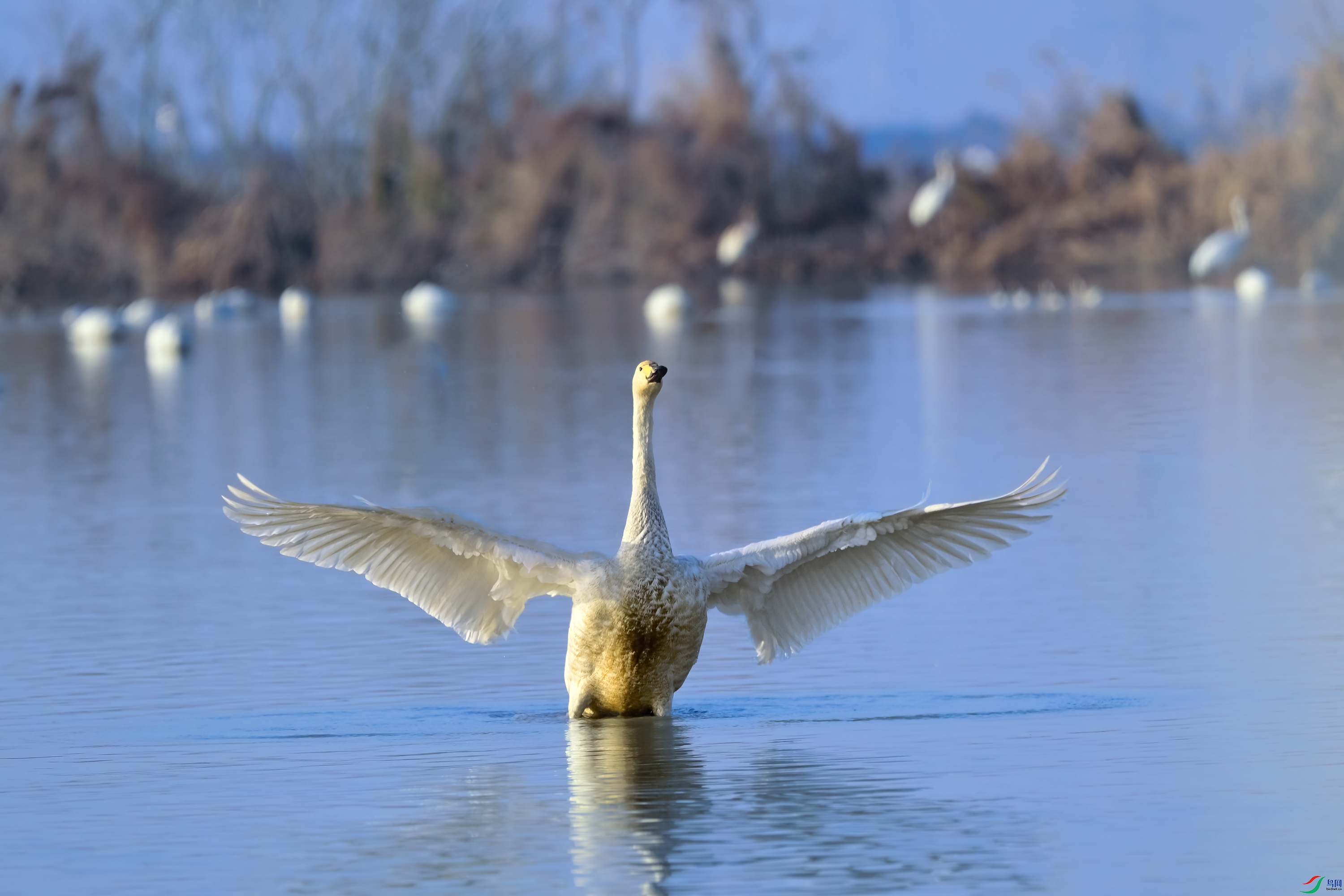 _DSC2815x.jpg