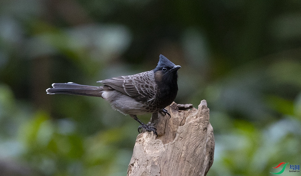 �ں������� (3).jpg