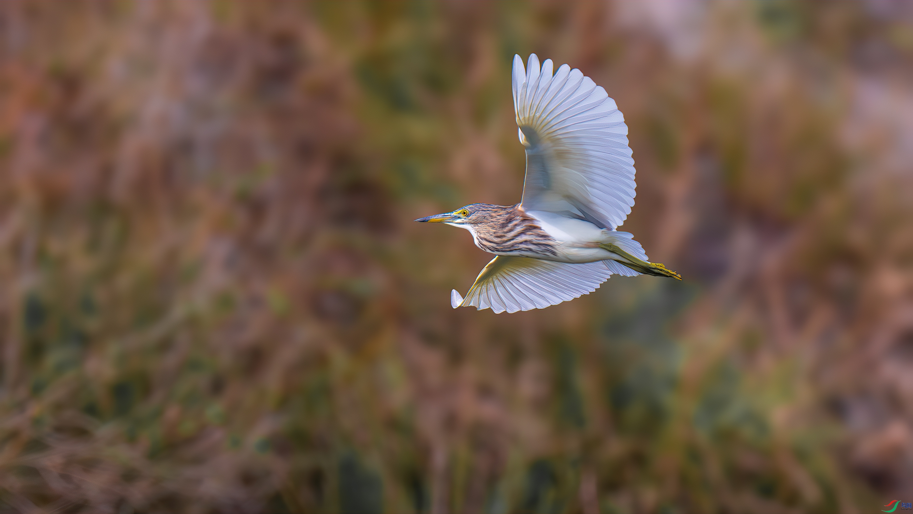 DSC_8160-����ǿ-NR.jpg