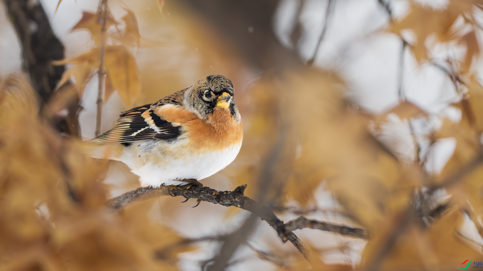 1_DSC8204-����ǿ-NR ����.jpeg