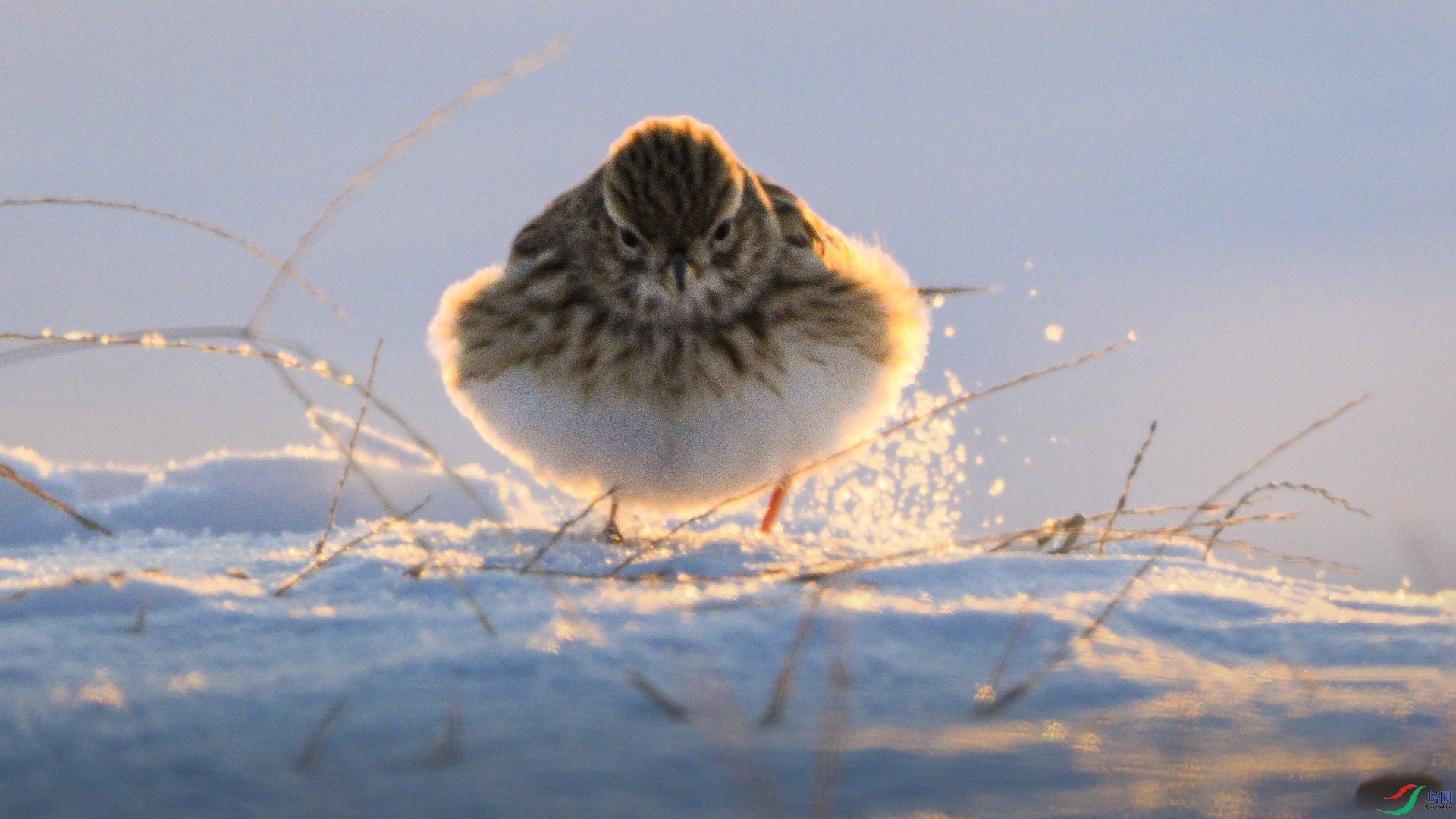 1_DSC8795 ����.jpeg