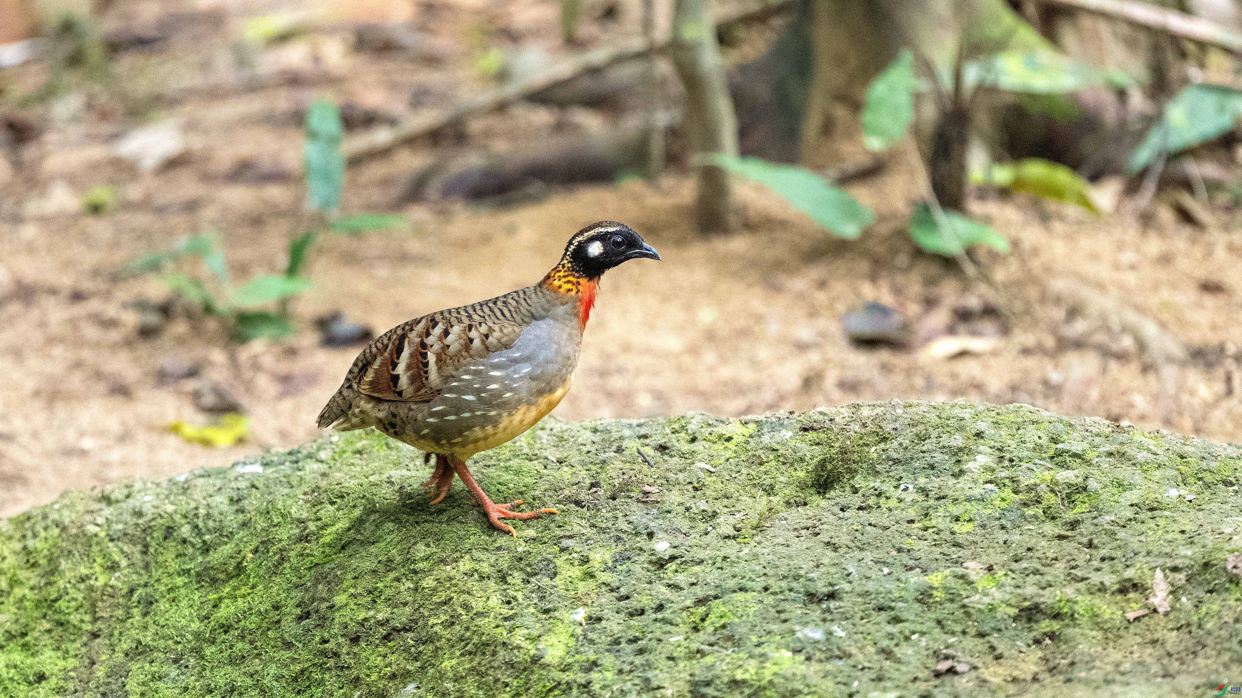 DSC_1010.jpg