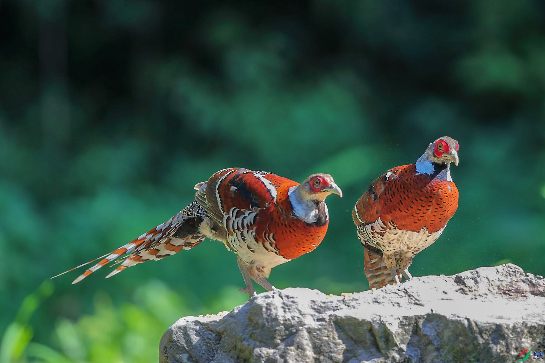 �׾���β��